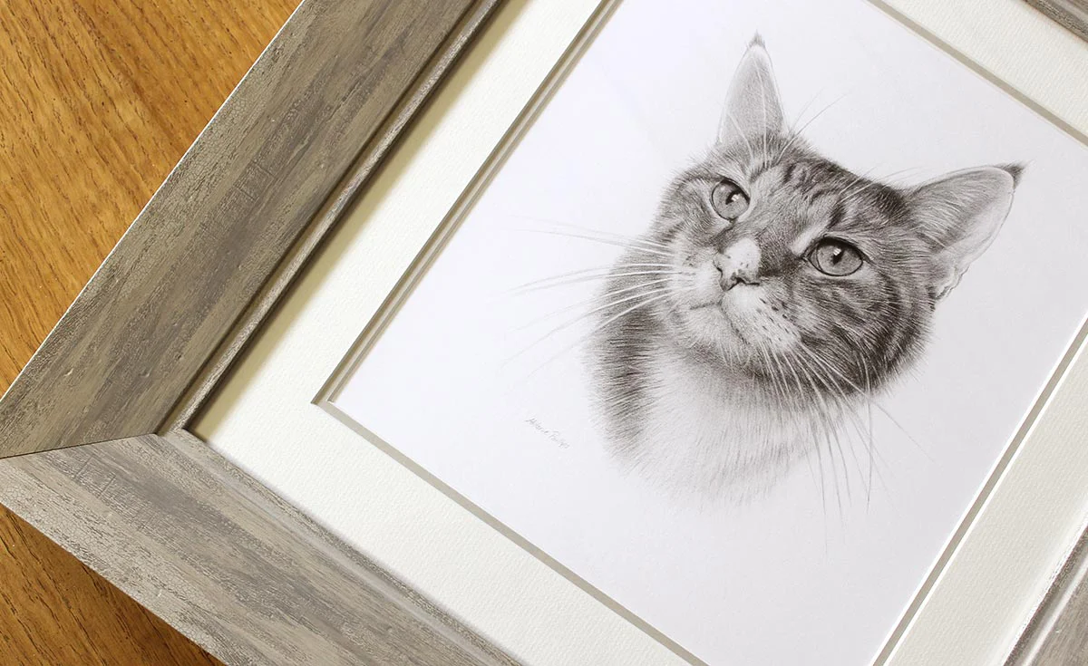 Framed pencil portrait of a cat, showcasing the finished artwork.