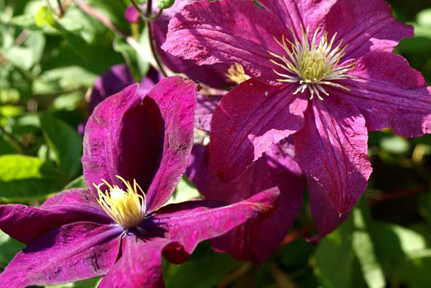 Pink Clematis flowers trailing and blooming in the cottage garden.