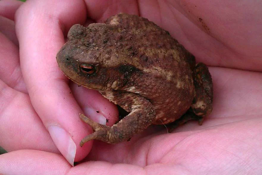 A large toad found in the cottage garden, illustrating the abundant wildlife.
