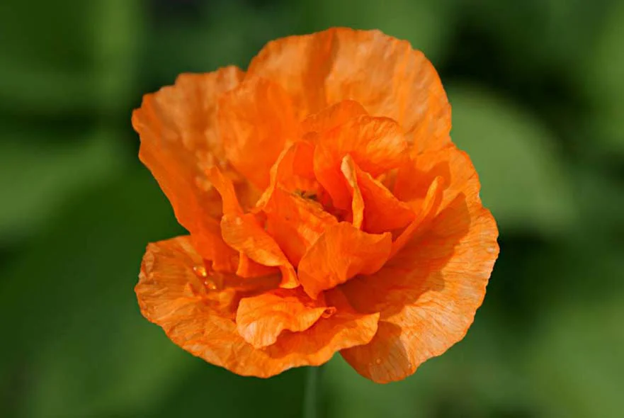 Vibrant Welsh Orange Poppies blooming in the cottage garden.