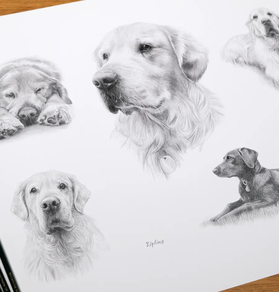 Life Story Portraits of your dog cat or horse in pencil by Melanie Phillips