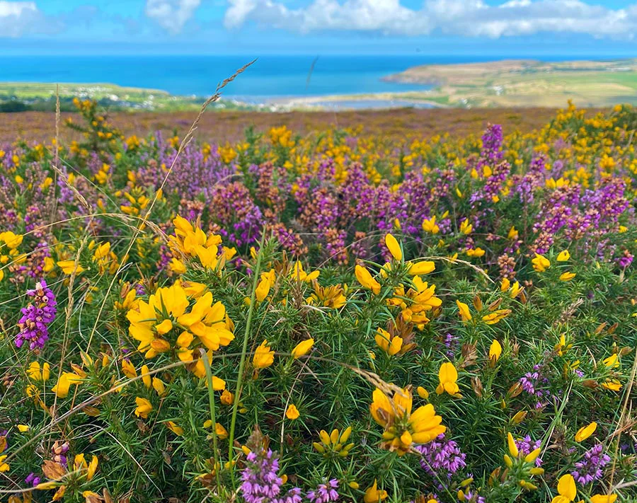 Vibrant purple heather and yellow gorse blooming in the Pembrokeshire landscape.