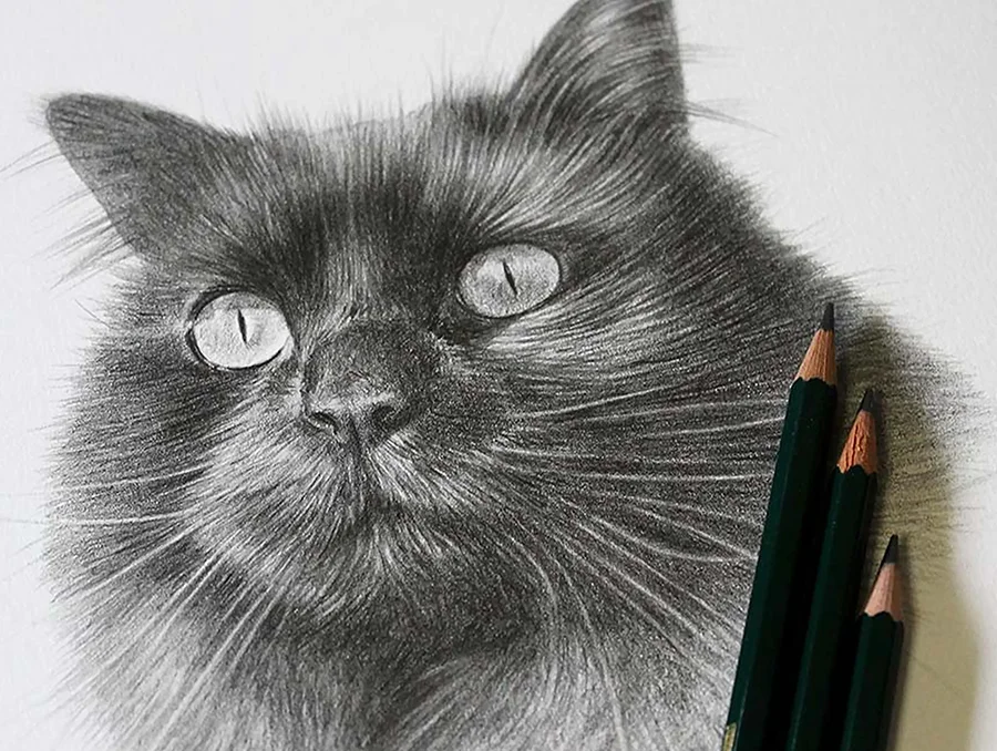 Pencil drawing of a cat with a selection of Melanie's graphite pencils.