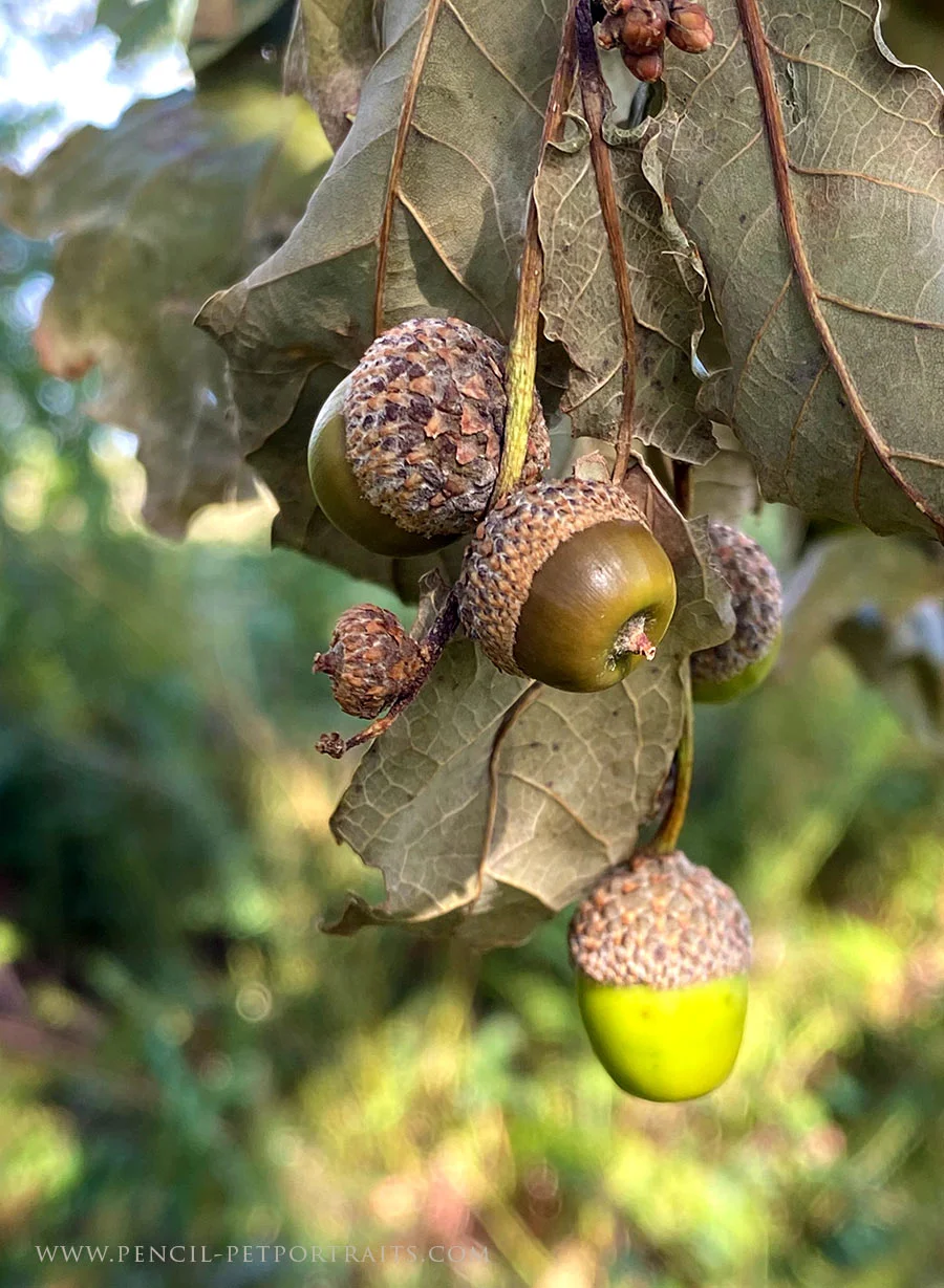 A close-up of several acorns, some still in their caps, on the ground.