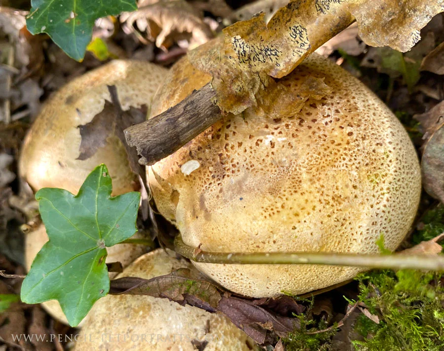 A cluster of large, white puffball mushrooms in a forest setting.