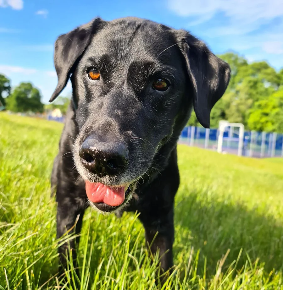 A bright, clear photo of a Border Collie looking directly at the camera in natural daylight, demonstrating good lighting for a pet portrait.
