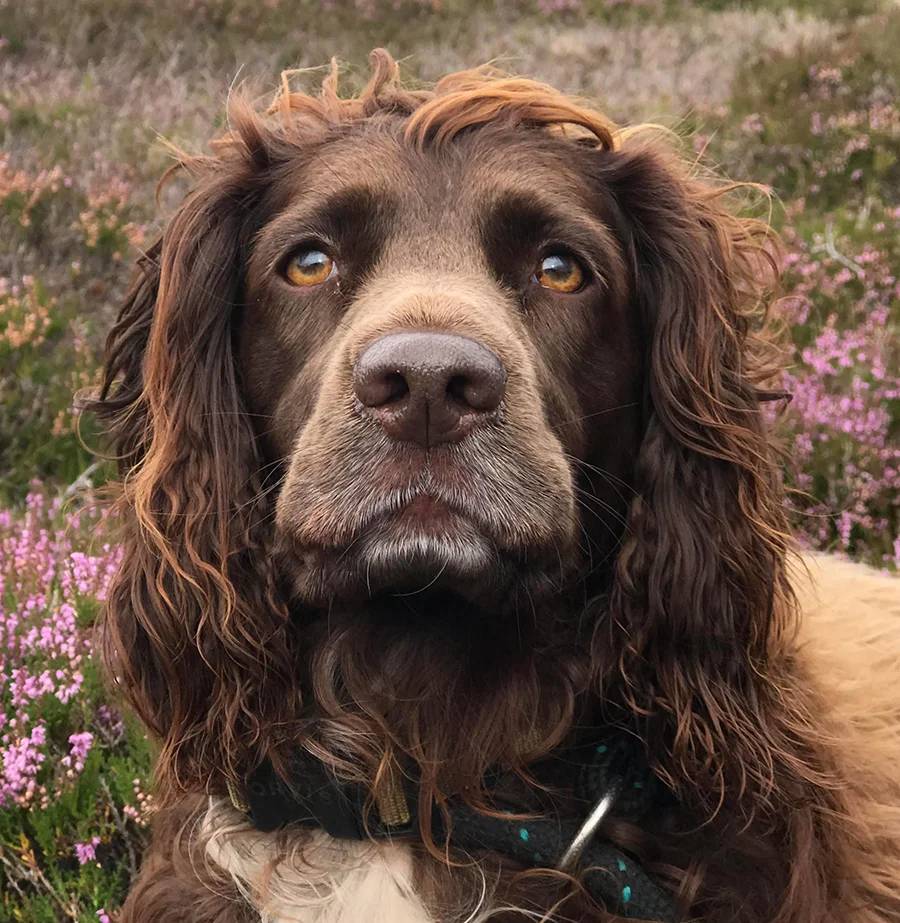 A close-up photo of Twiglet the dog, with her eyes in sharp focus, demonstrating ideal eye clarity for a portrait.