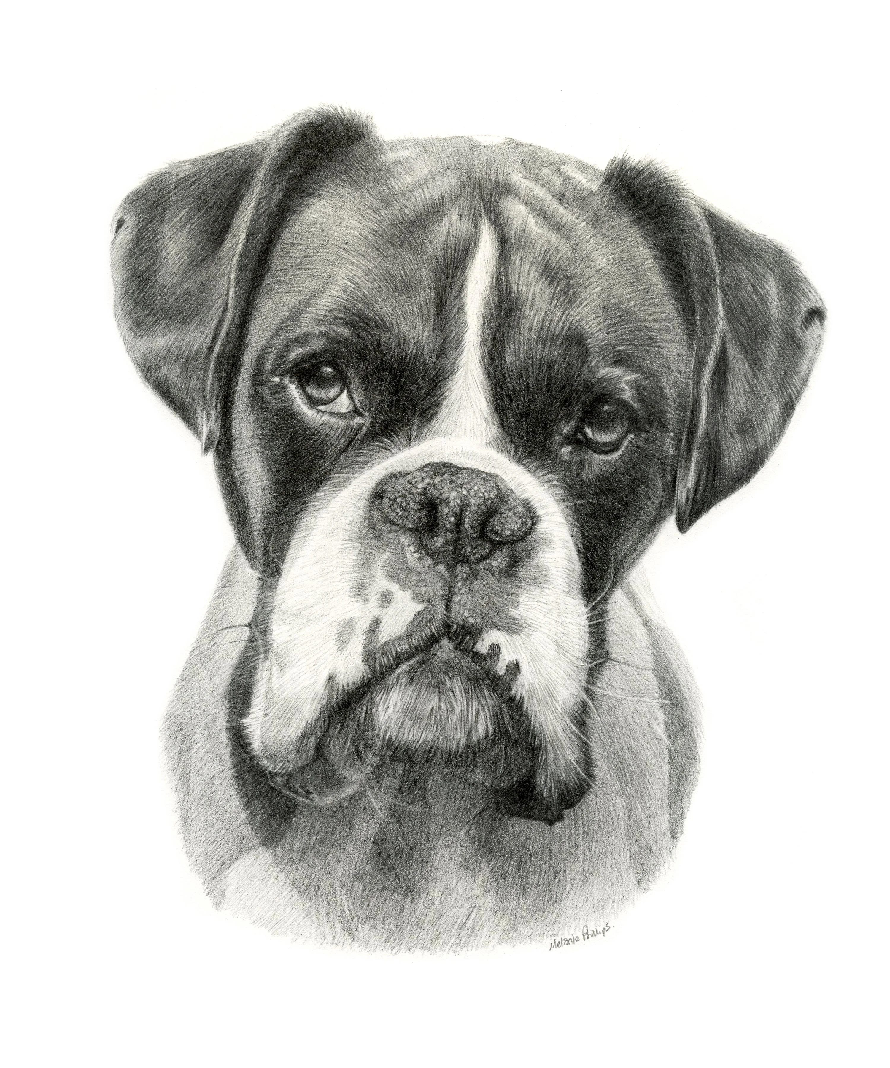Detailed pencil portrait of Milo the Boxer by Melanie Phillips