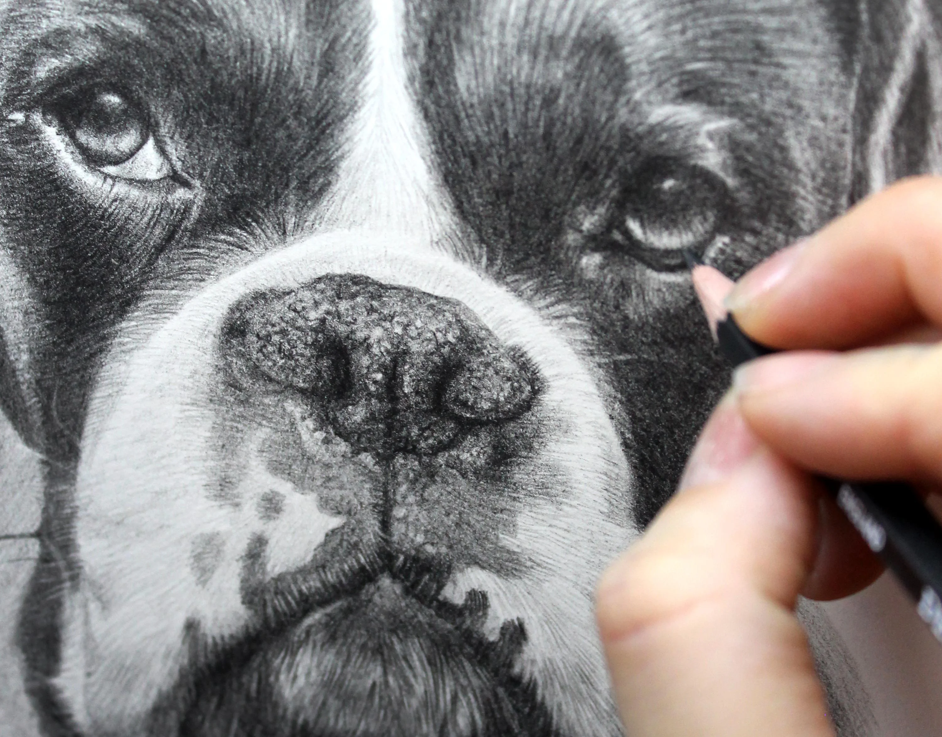 Final view of the Boxer pencil portrait of Milo