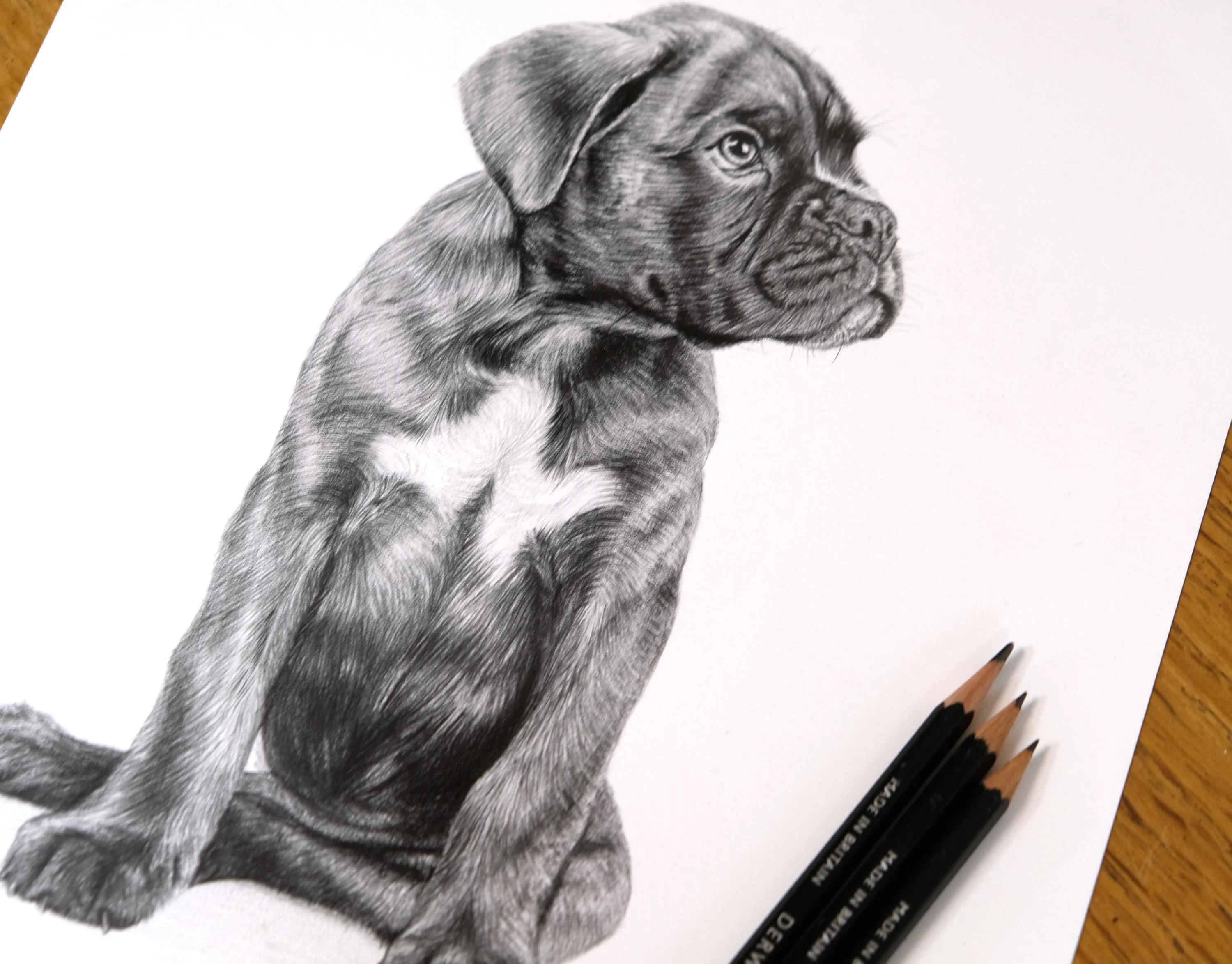 Pencil illustration of an adult Boxer dog by Melanie Phillips for pet food branding