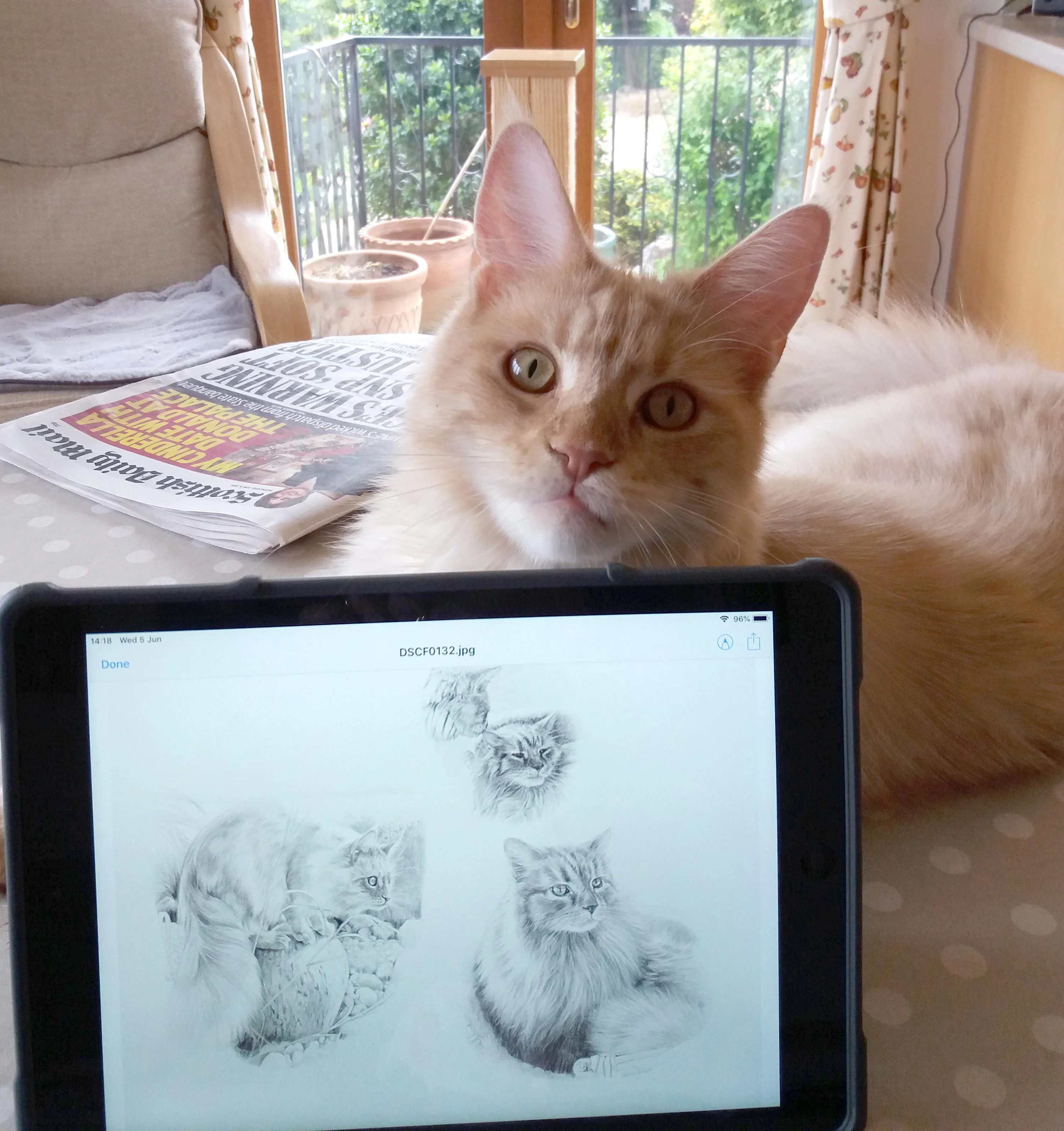 Archie the cat posing next to his custom pencil portrait
