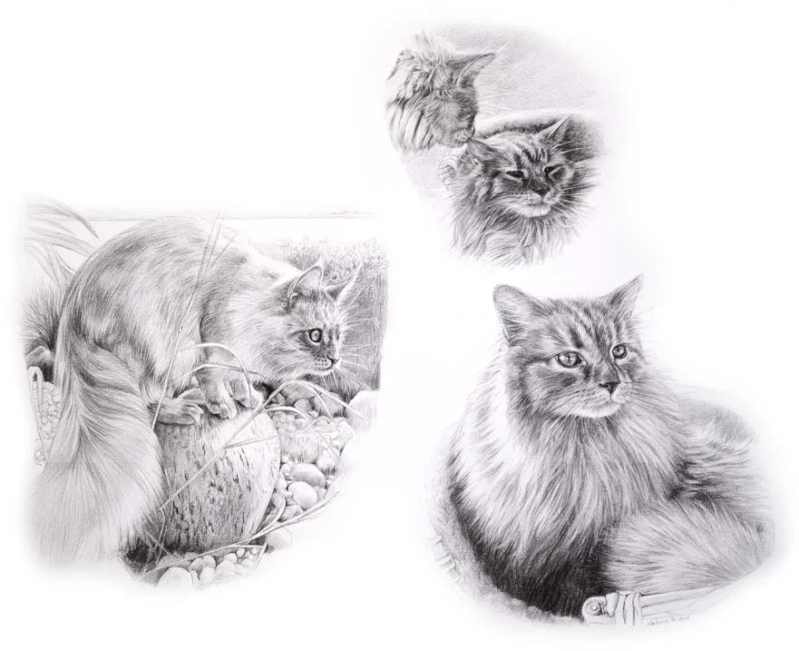 Pencil portrait Life Story Portrait of two cats, Archie and Roly, by Melanie Phillips