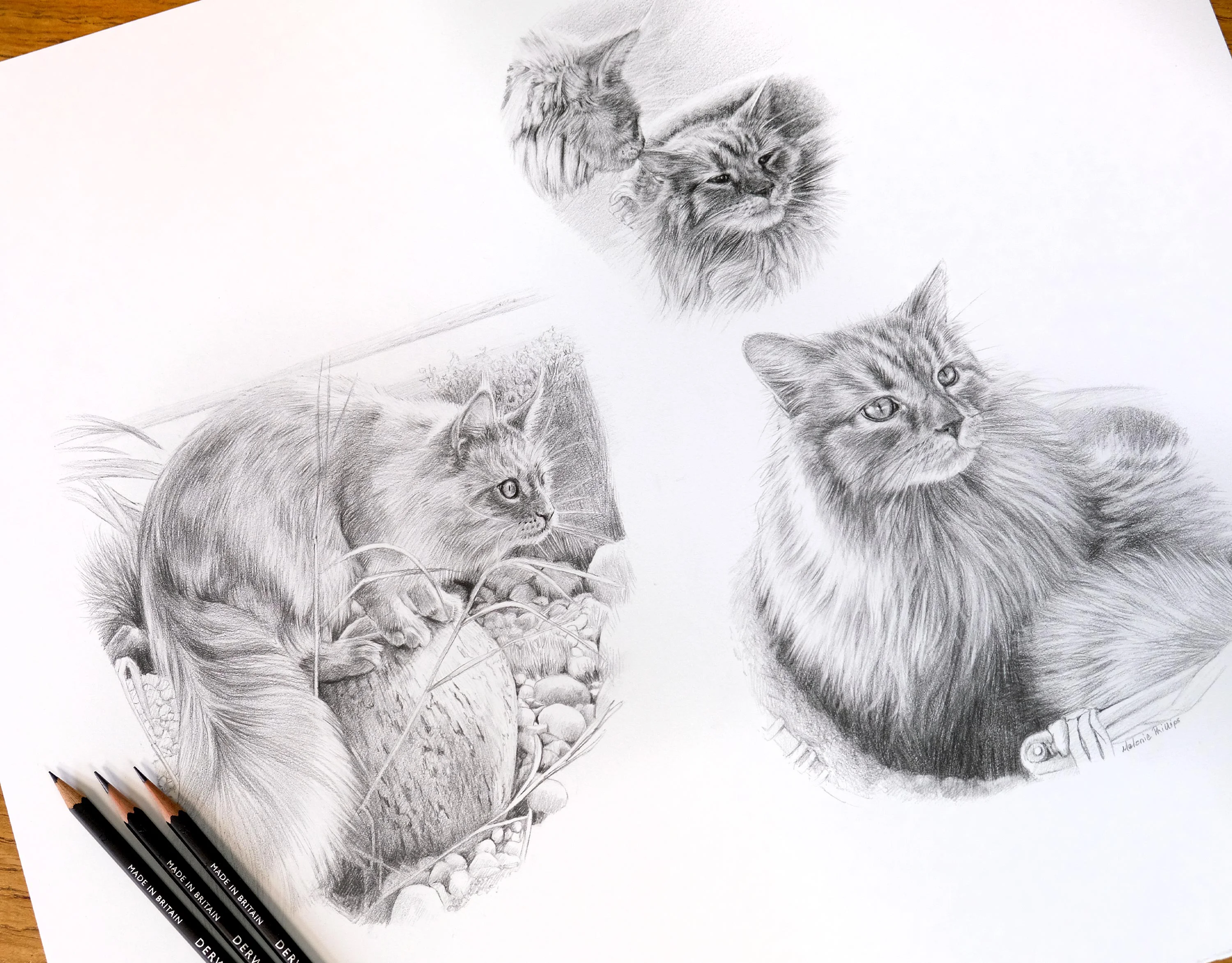 Detailed view of the custom cat Life Story Portrait pencil portrait before framing