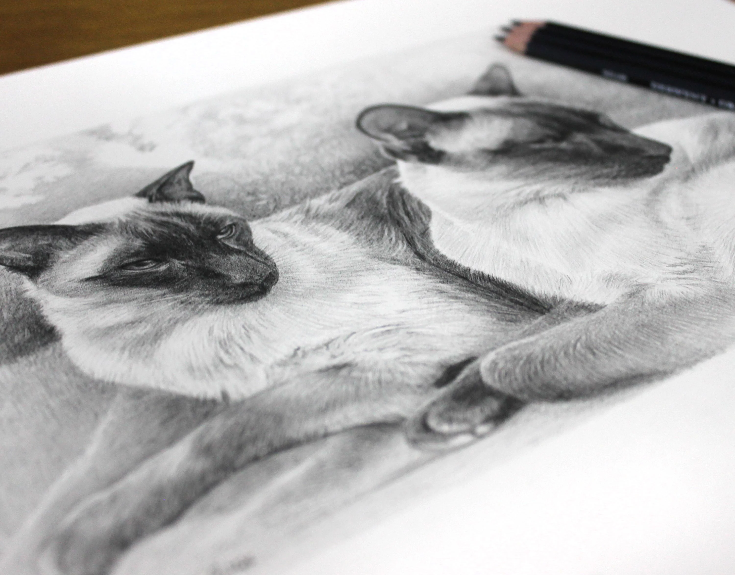 Full view of the finished Siamese cat pencil portrait of Tai and Chi.
