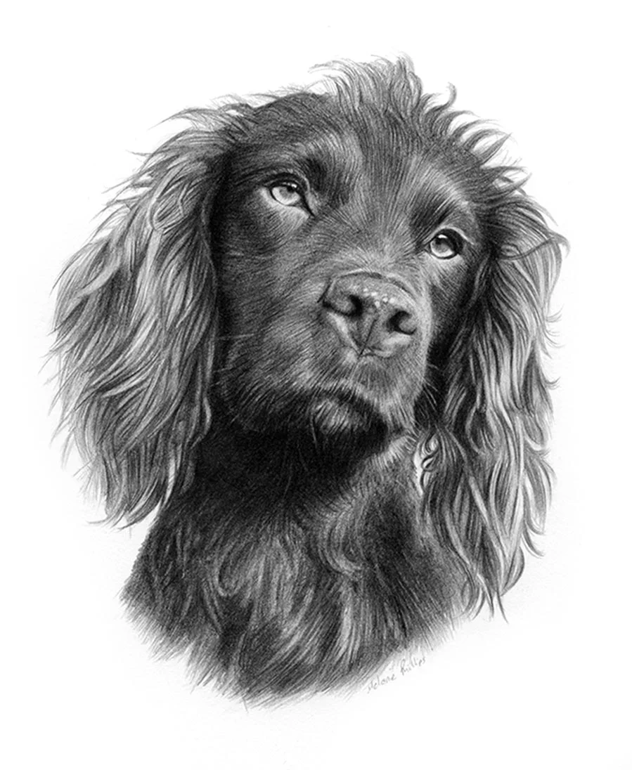Pencil portrait of Moo, a Cocker Spaniel, capturing her charming expression.