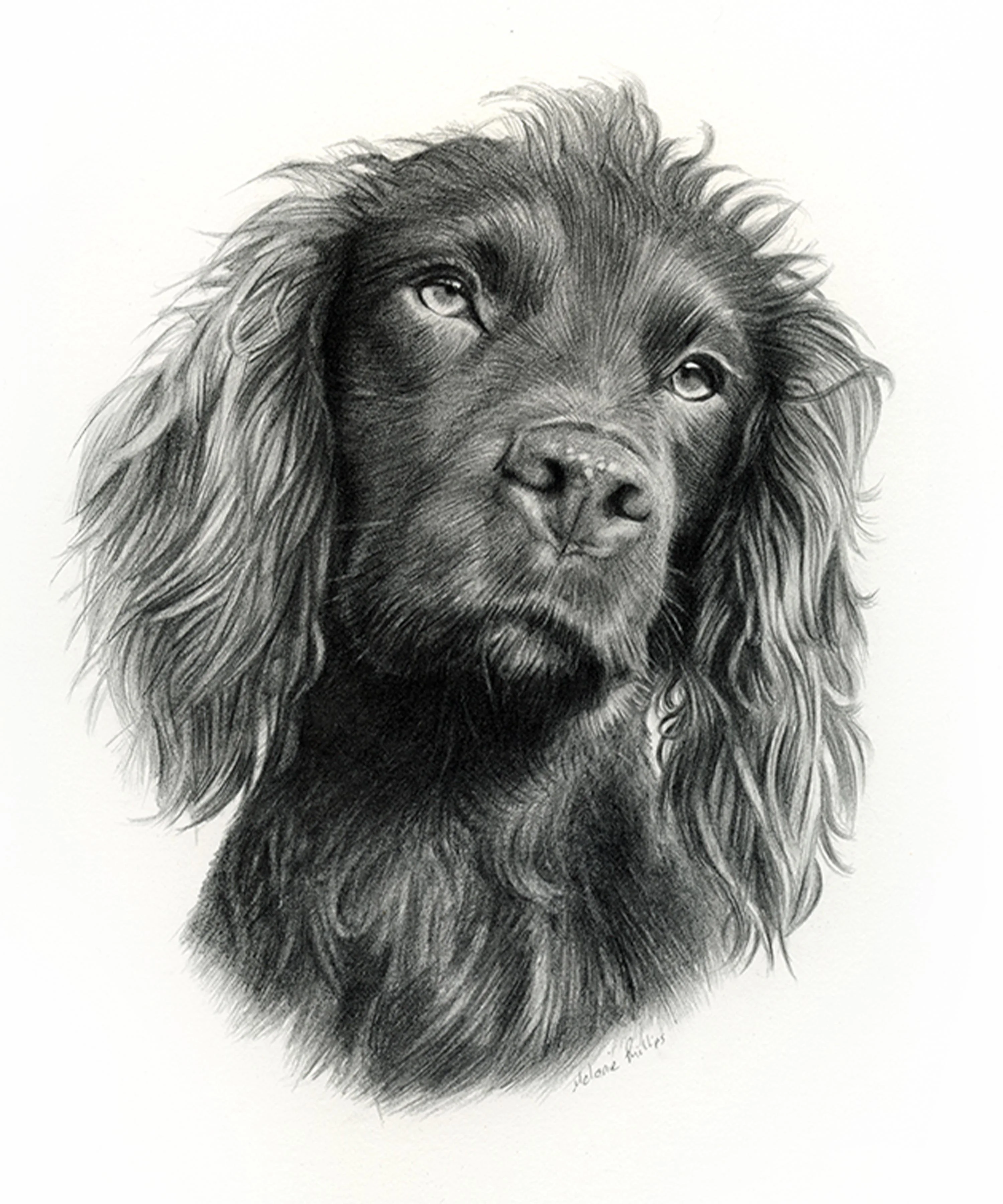 Pencil portrait of Moo the Cocker Spaniel with dry hair, showing the main pose.