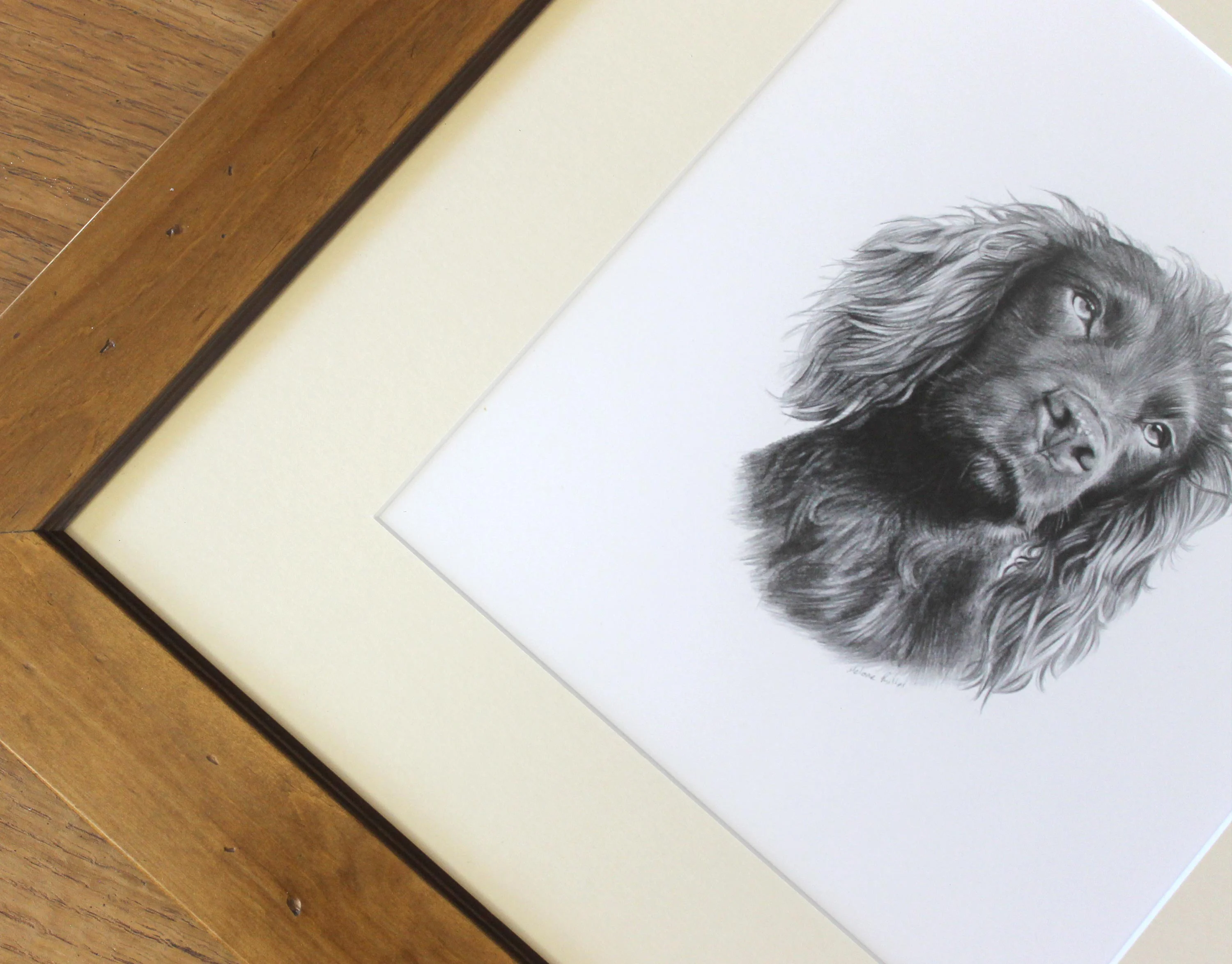 The Cocker Spaniel pencil portrait of Moo, beautifully framed in a traditional wooden frame.