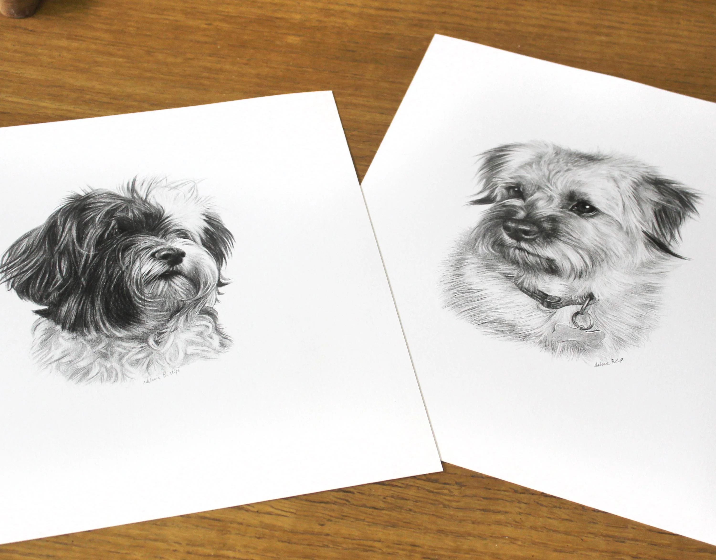 Close-up detail of Teasel's dog portrait, highlighting the intricate pencil work on her eyes and fur.