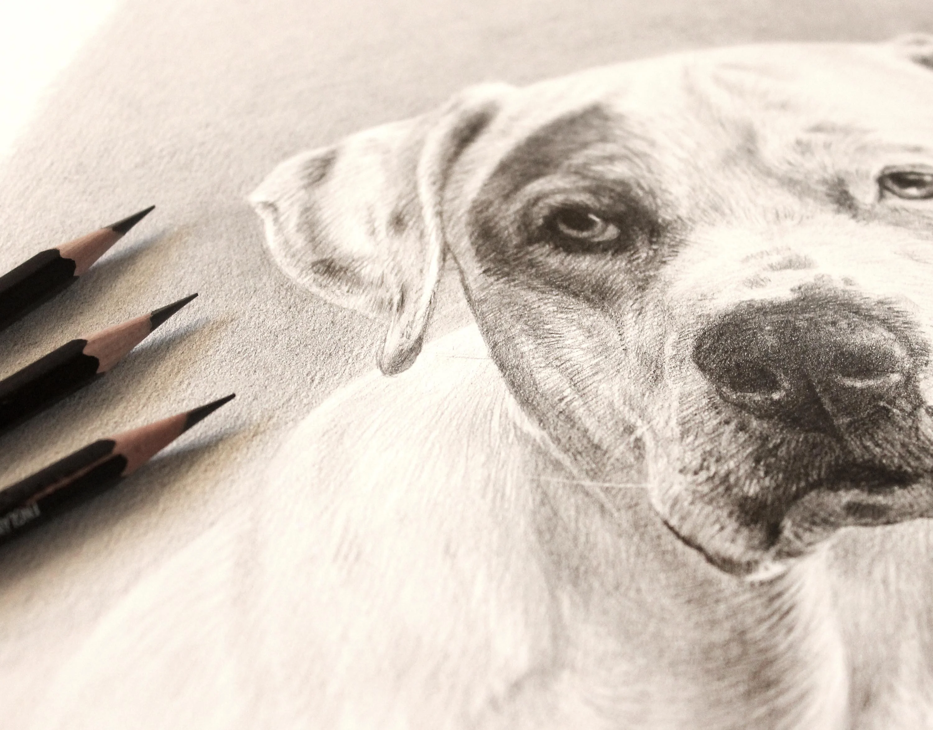 Detailed section of the custom pencil portrait of Kilo, highlighting fur texture and shading.