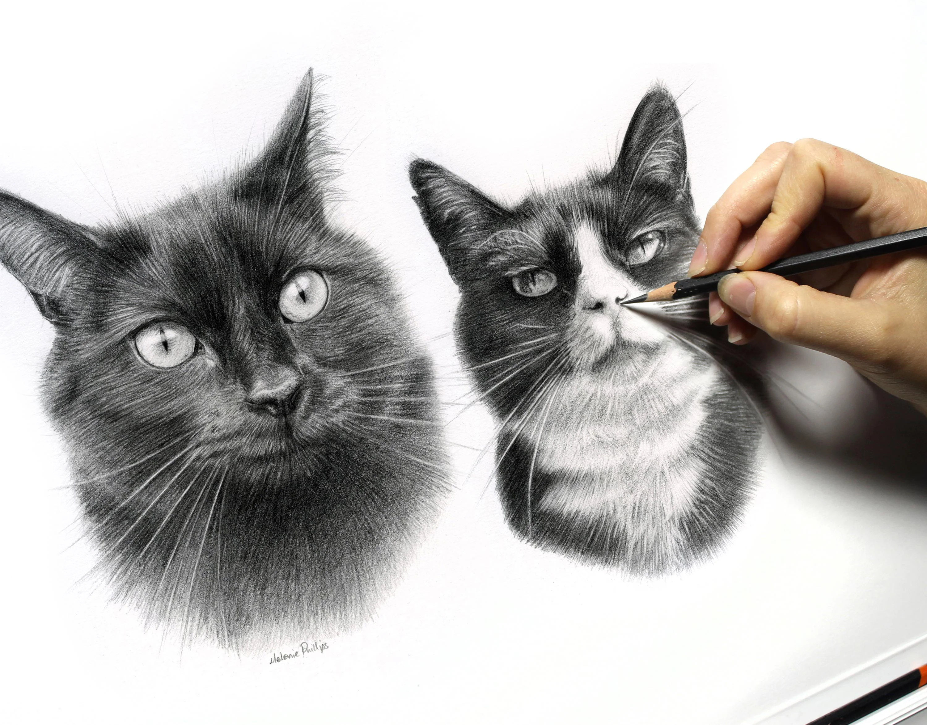 The completed double pencil portrait of cats Pixie and Boots.