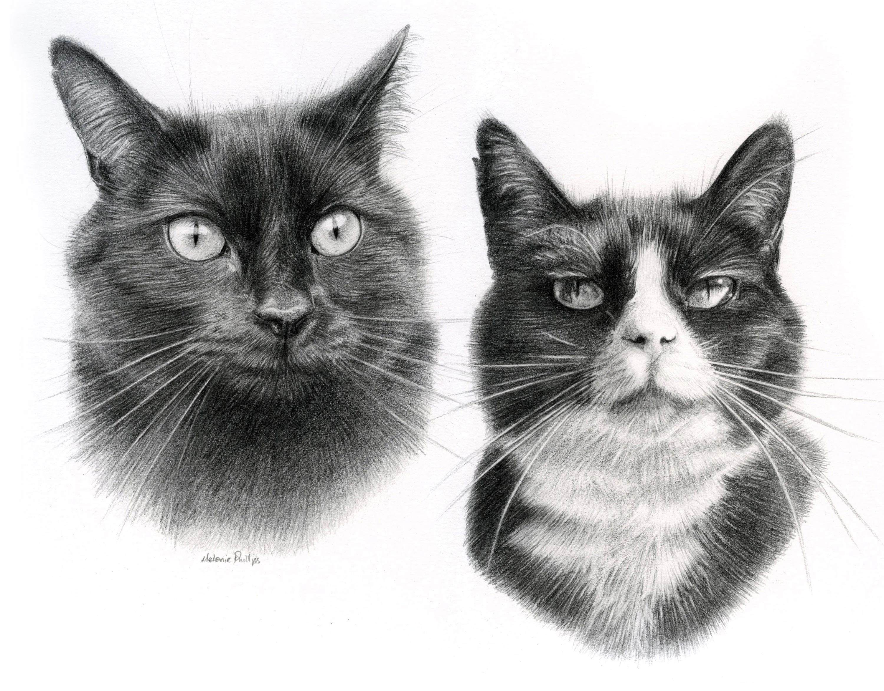 Reference photo of two cats, Pixie and Boots, used for a double pencil portrait.