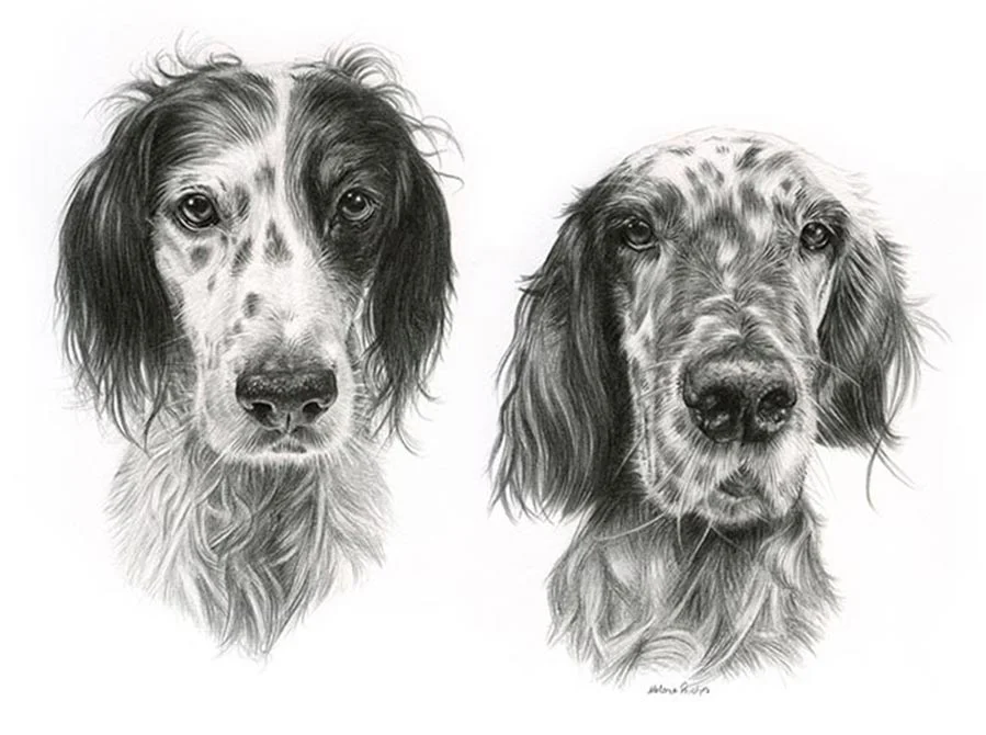 Pencil portrait of Violet and Gil, two English Setters, in a dynamic composition.