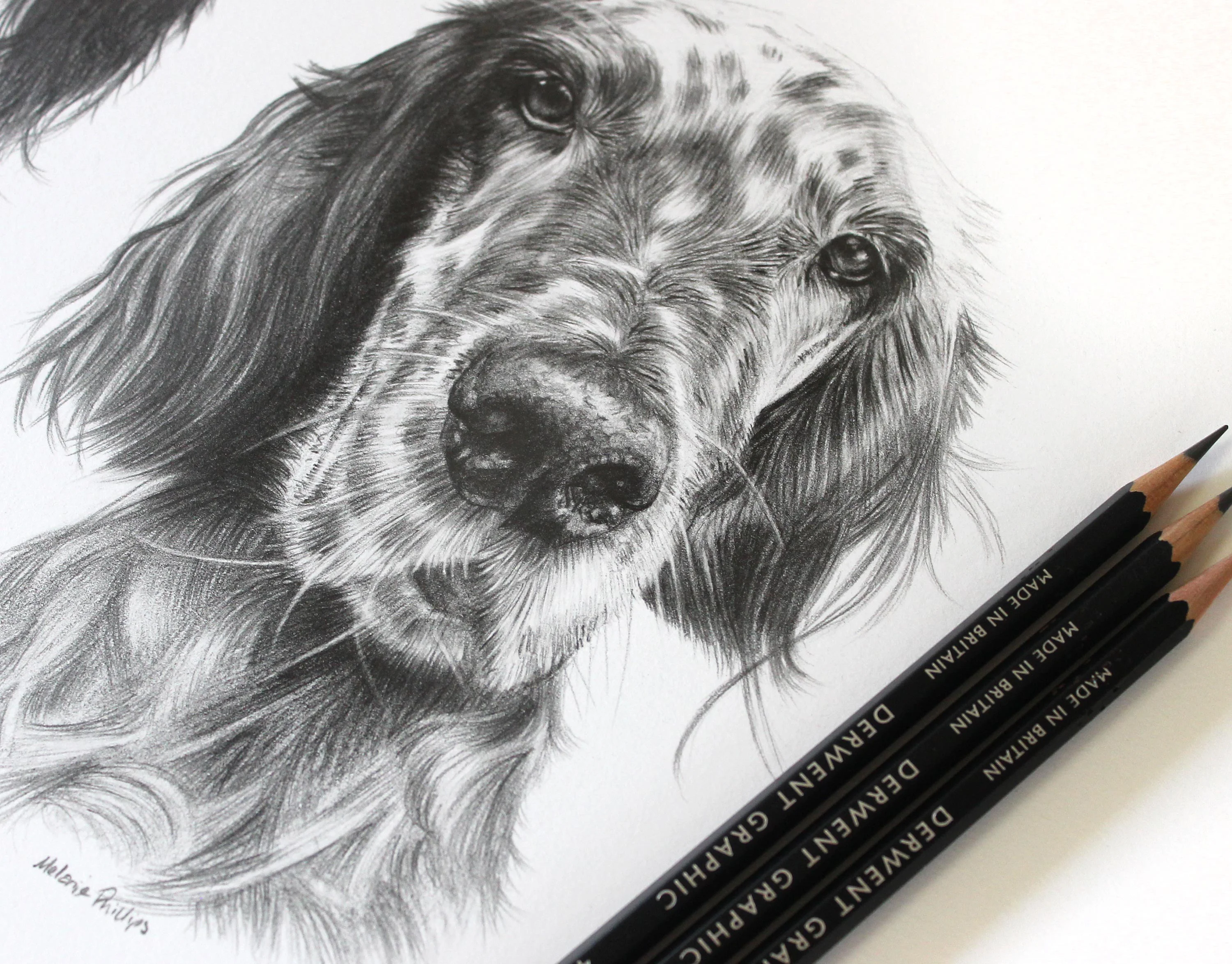 Three commissioned pencil portraits displayed together: two English Setters (Violet and Gill, Rooney) and one Cocker Spaniel (Charlie).