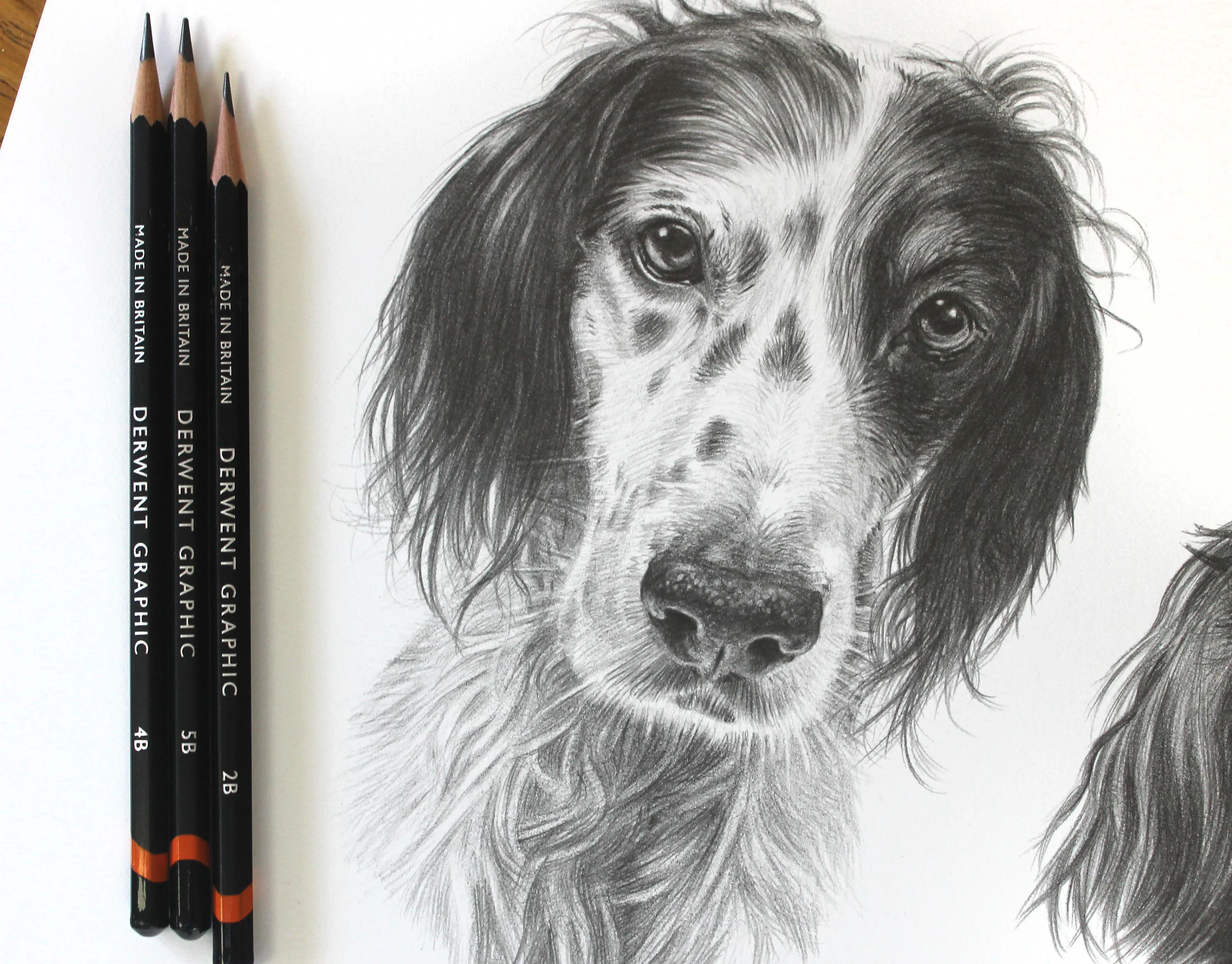 Another view of the detailed pencil portrait of English Setters Violet and Gill.