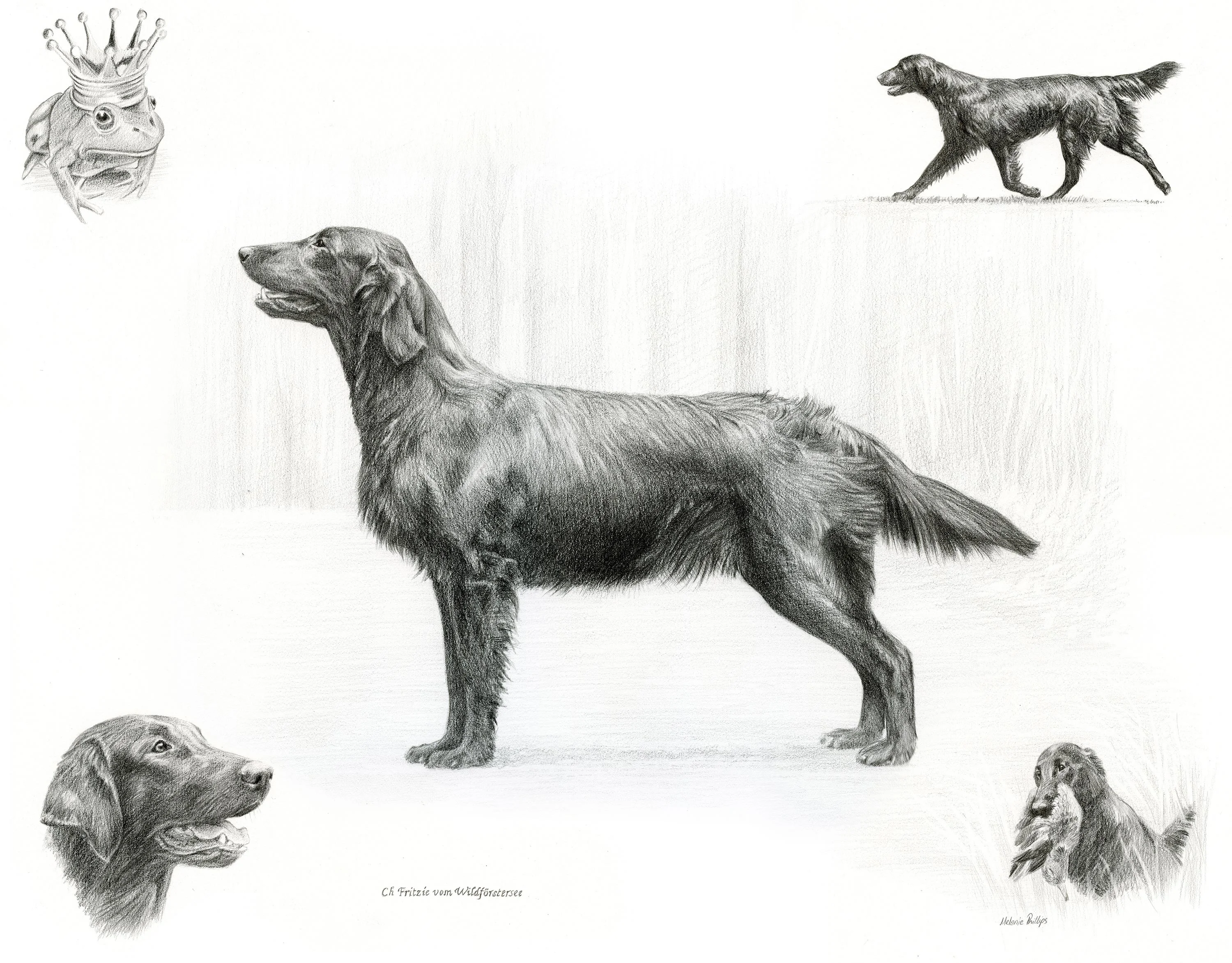 Reference photo of Fritzie vom Wildförstersee (Frog), a Flat Coated Retriever, for a Life Story Portrait pencil portrait.