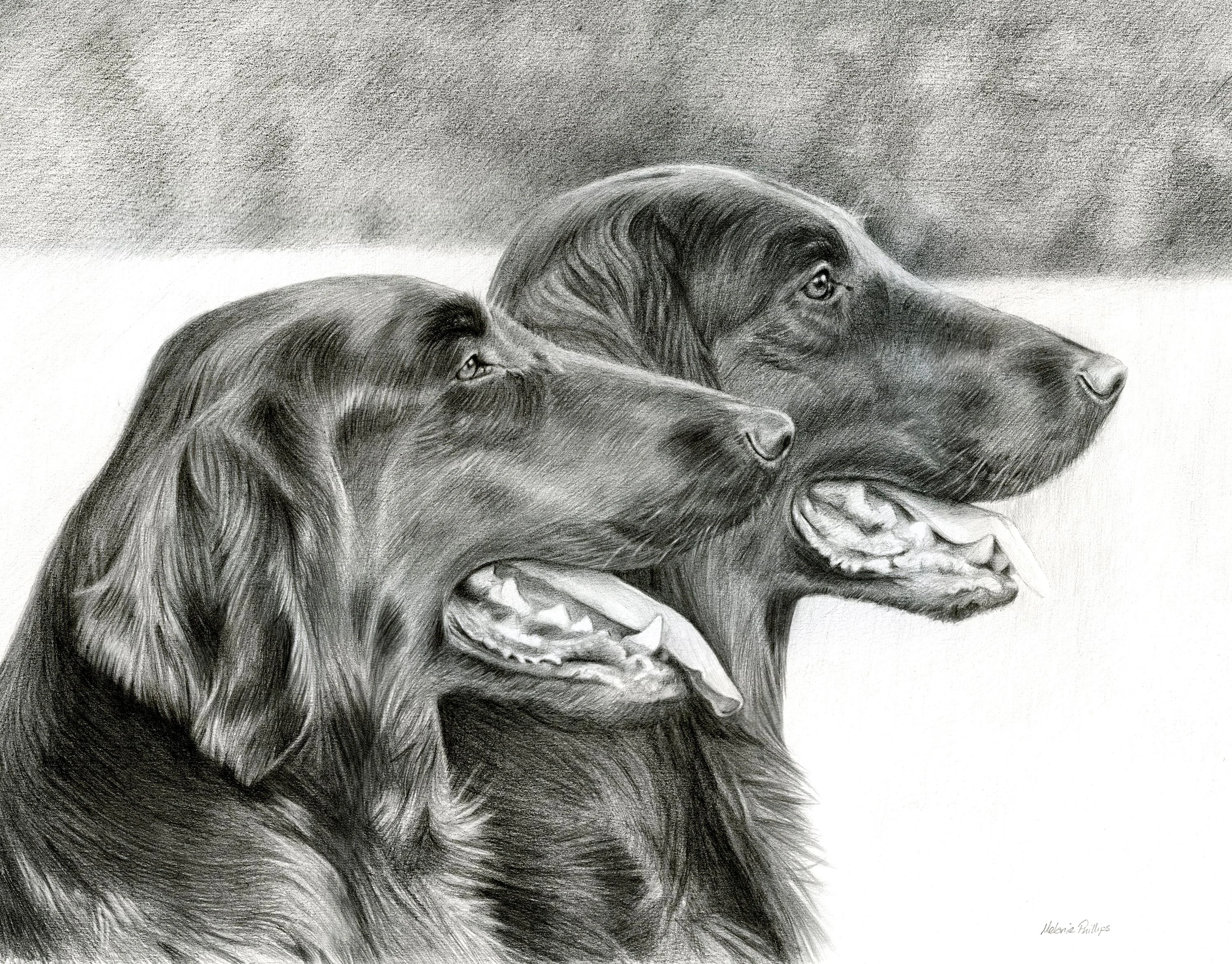Reference photo of two Flat-Coated Retrievers, Maddie and Jacob, sitting together for a pencil portrait.