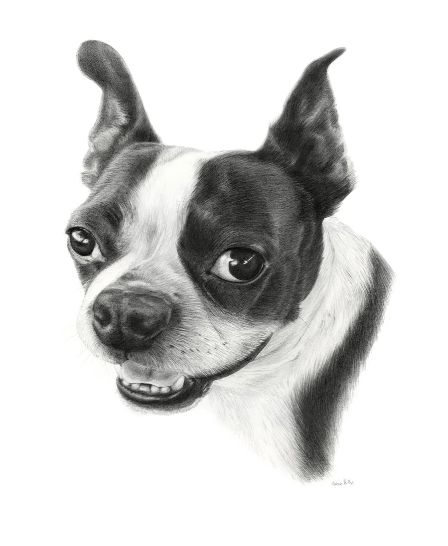 Pencil portrait of Aspen, a Boston Terrier, showcasing her characteristic features.