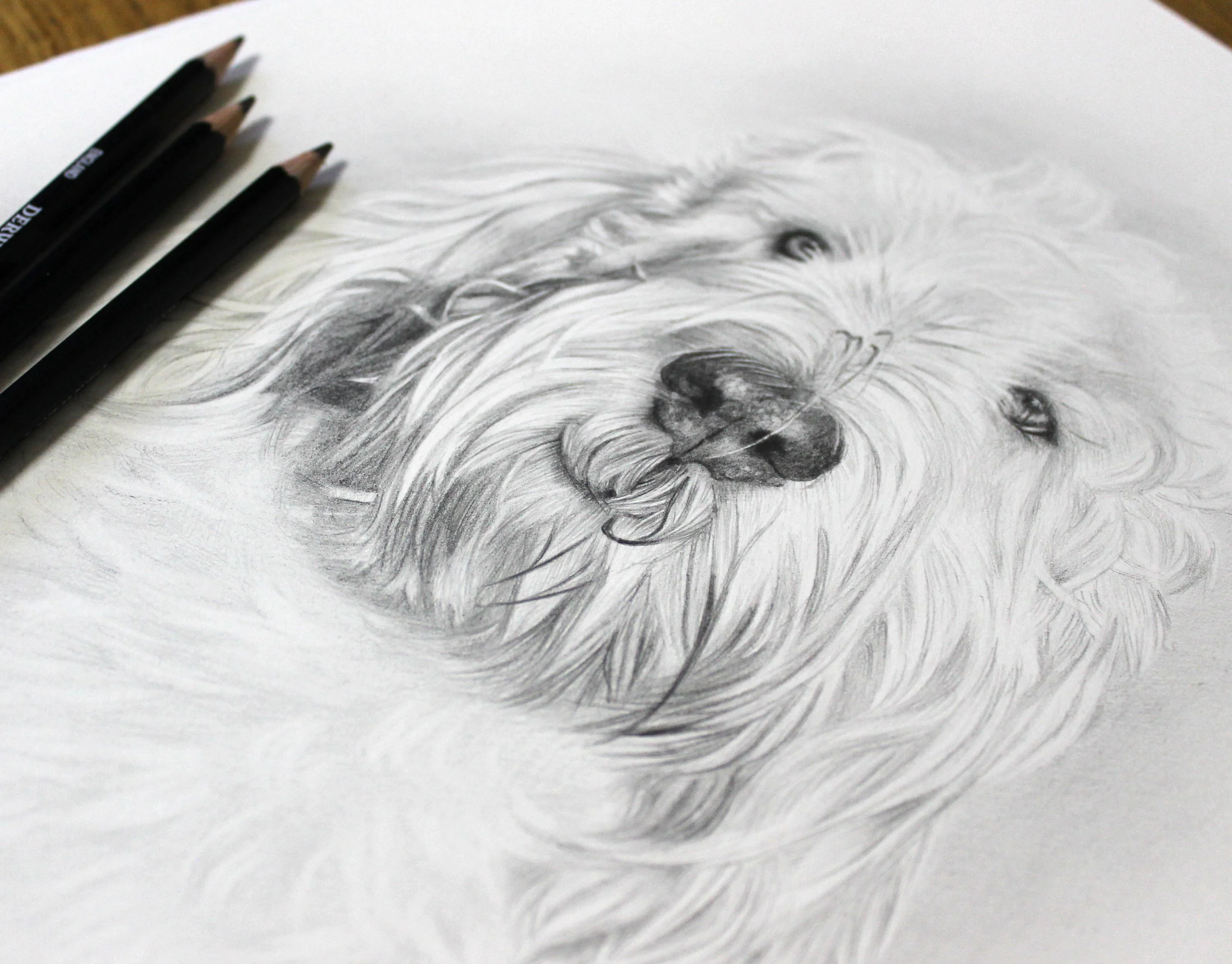 The completed pencil drawing of Bilbo, a Grand Basset Griffon Vendeen, showing his distinctive features and fur.
