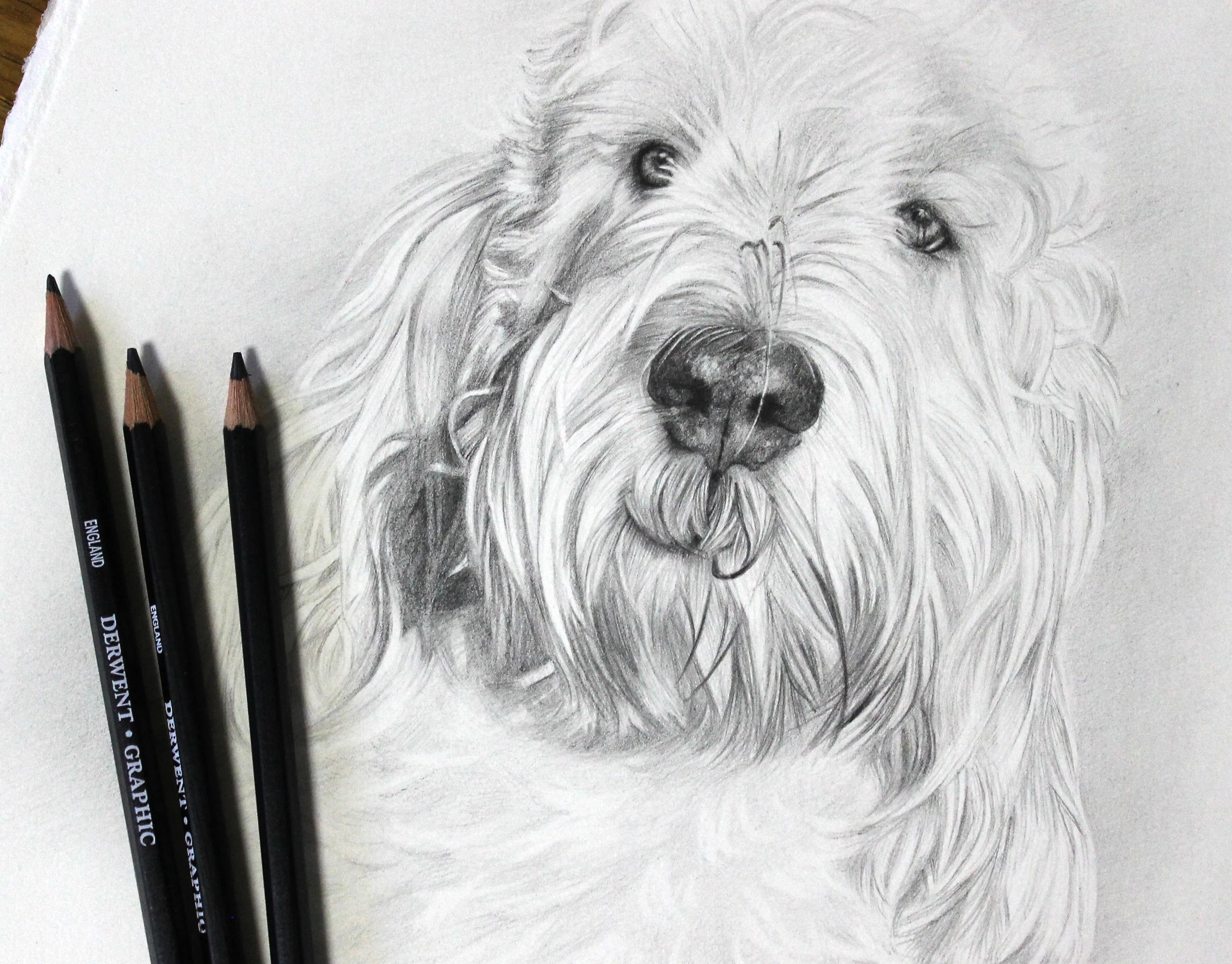 The framed pencil portrait of Bilbo, the Grand Basset Griffon Vendeen, ready for display.