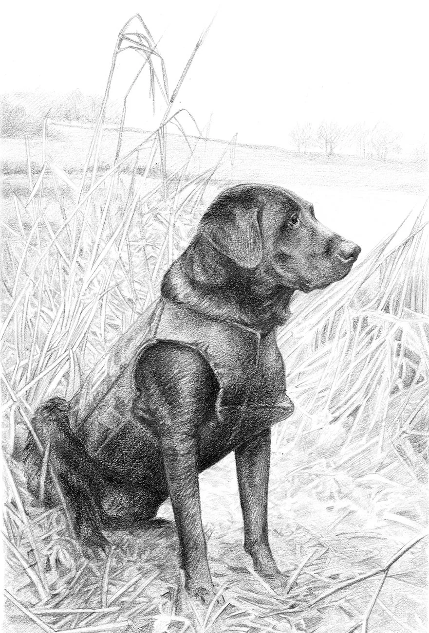 Reference photo of Kirby, a Retriever, in an outdoor field setting.