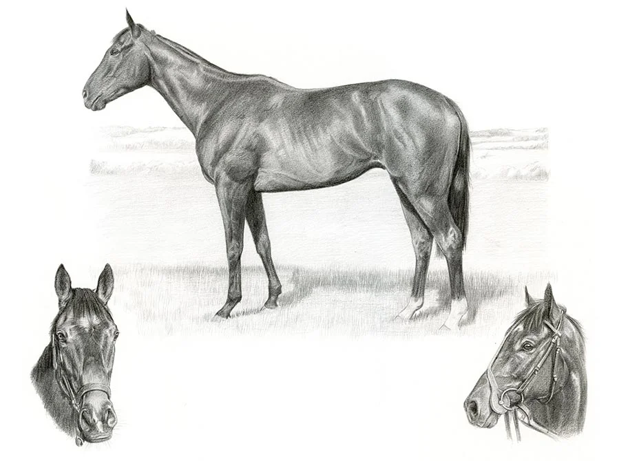 Life Story Portrait pencil portrait of Charles, a horse, featuring different aspects of his personality and appearance.
