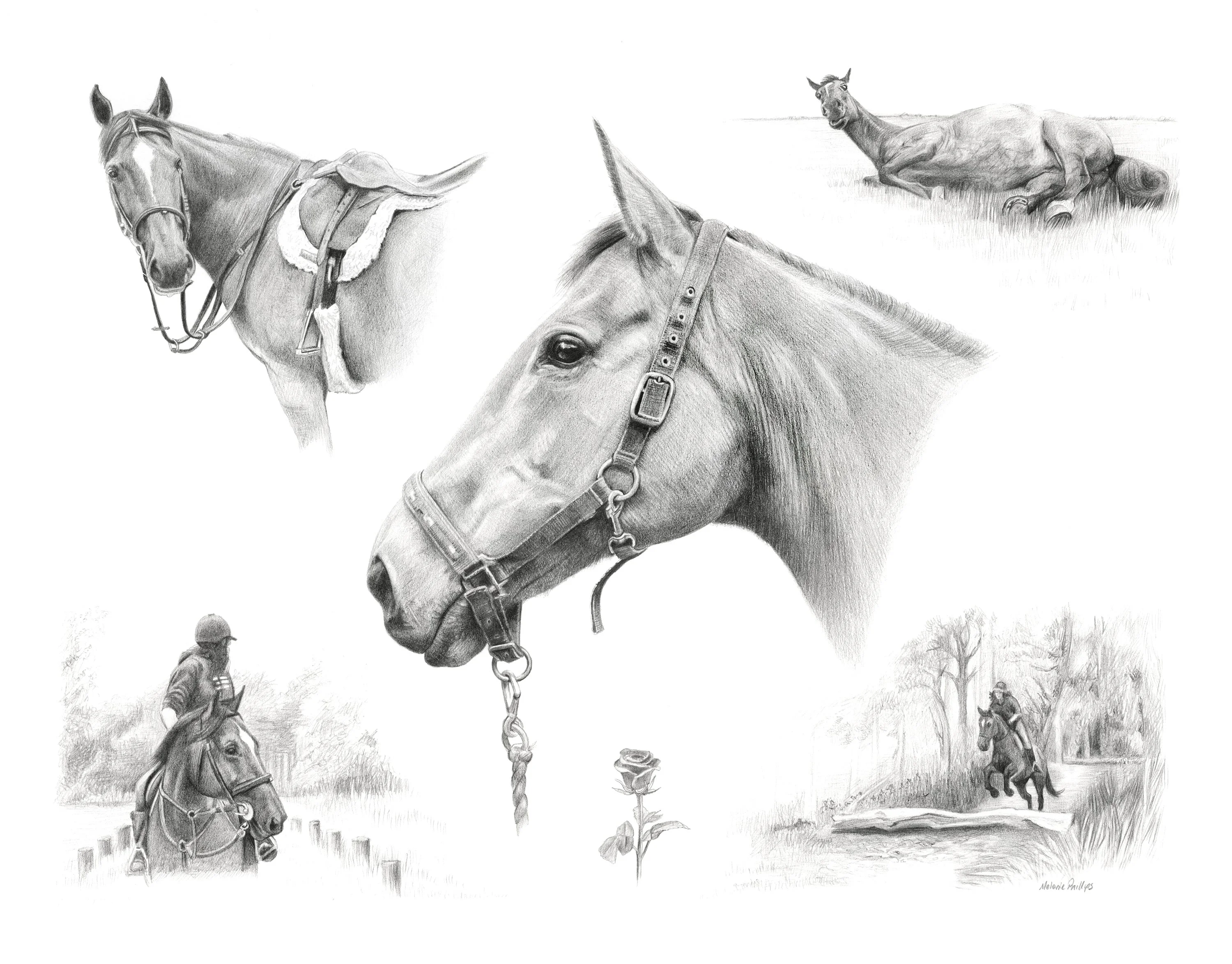 Reference photos for a horse Life Story Portrait pencil portrait of Rose.