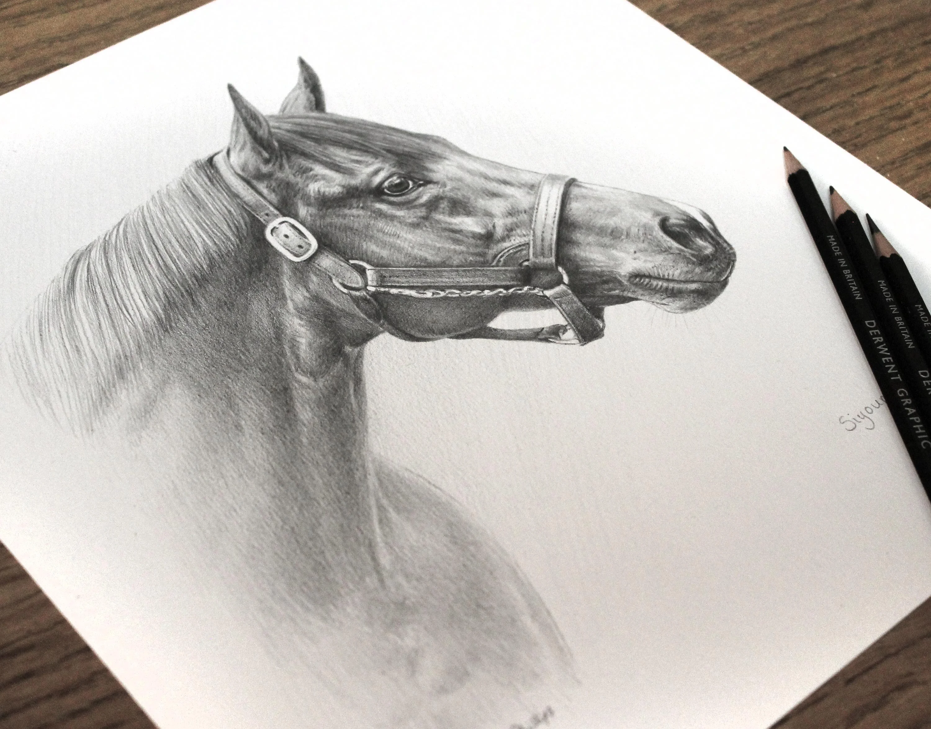Another perspective of the finished pencil portrait of Siyouni, the Thoroughbred stud stallion.