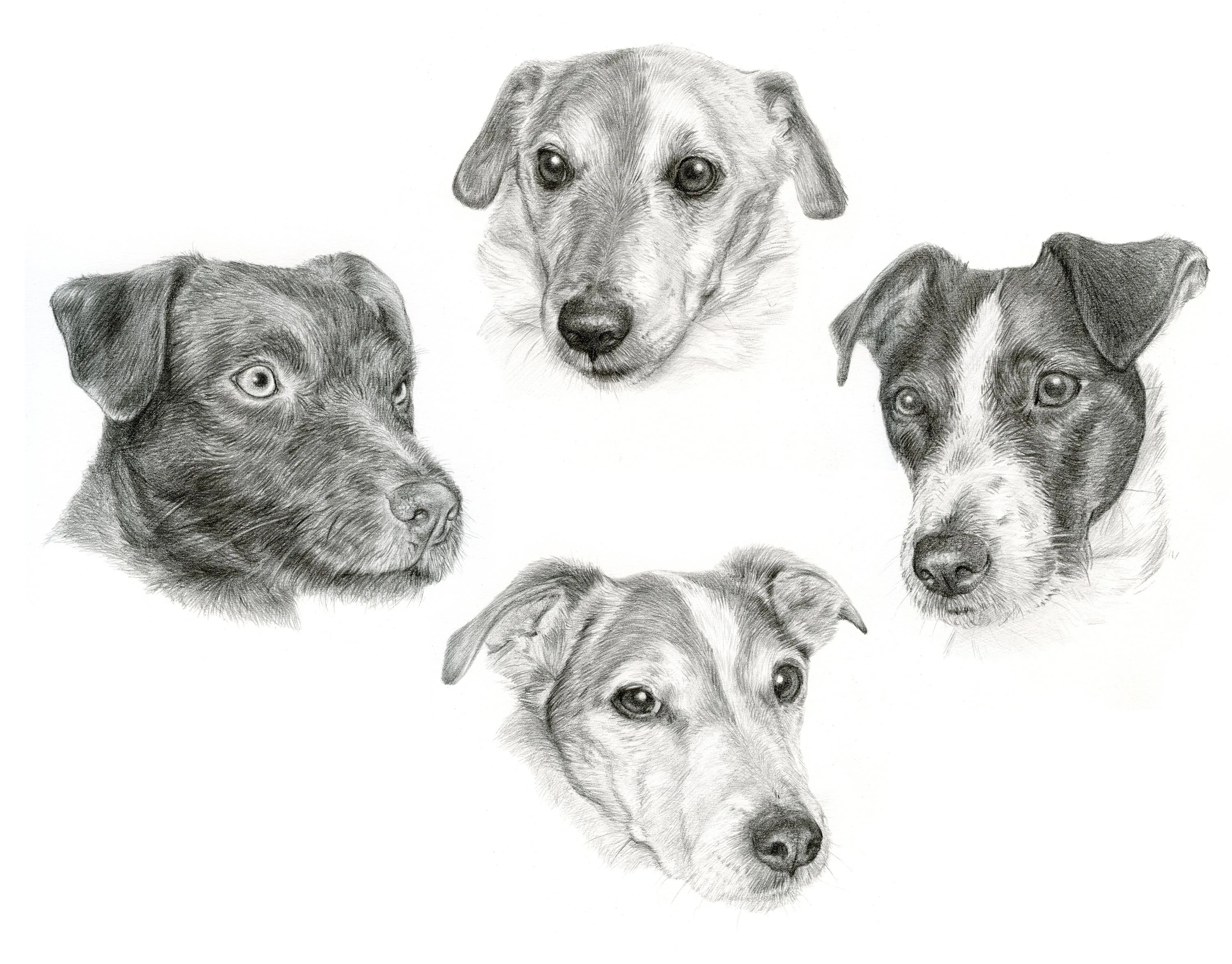 Reference photos used for the group Jack Russell portrait of Coco, Monty, Daisy, and Nelson.