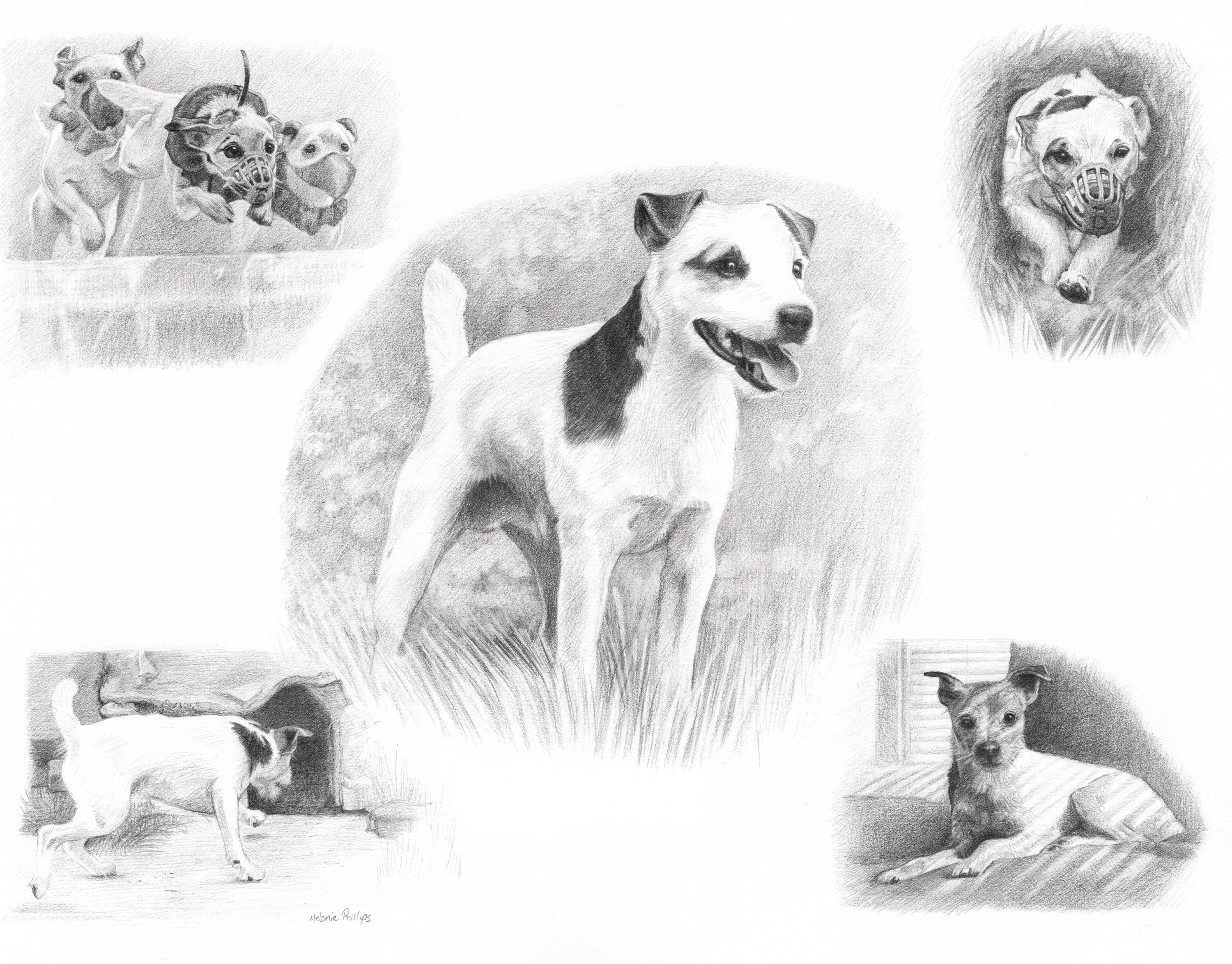 Reference photo for the Jack Russell Life Story Portrait portrait of Dean.