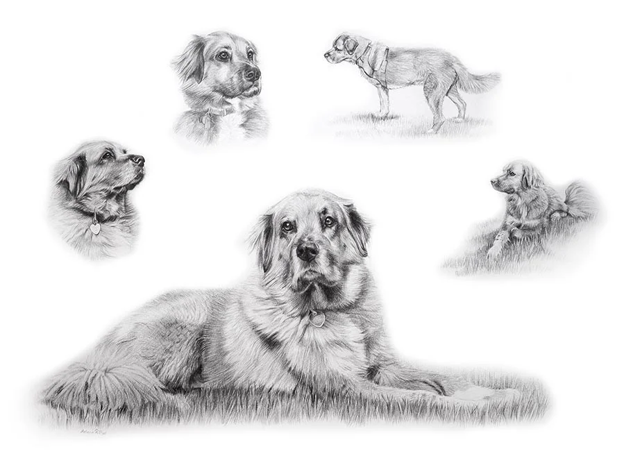 Life Story Portrait pencil portrait of Mikey, a Golden Retriever, capturing multiple cherished moments.