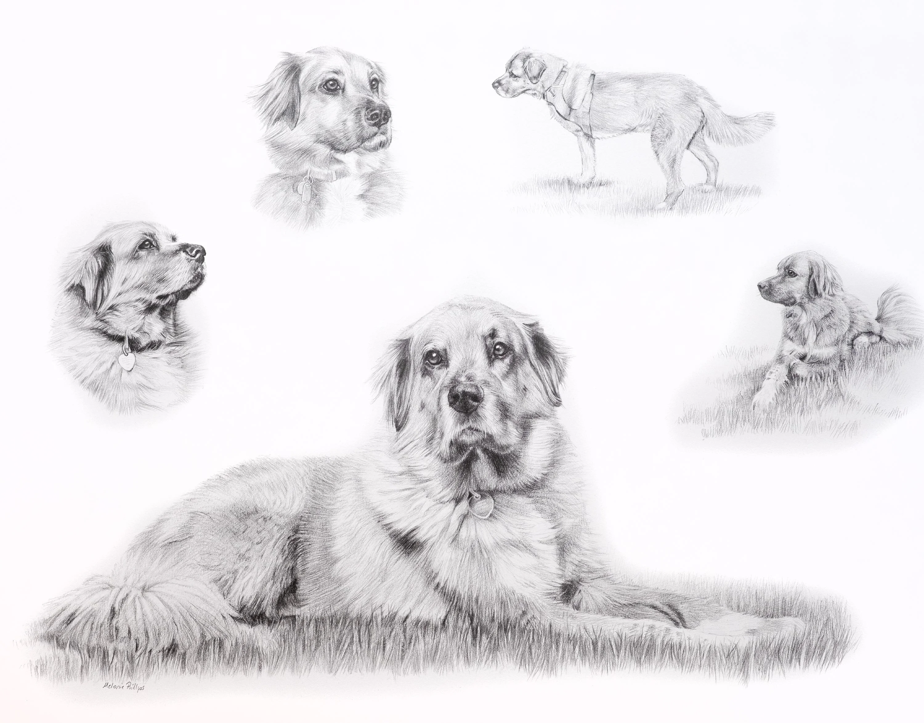 Reference photos for a Golden Retriever Life Story Portrait pencil portrait of Mikey, including his three-legged stance.