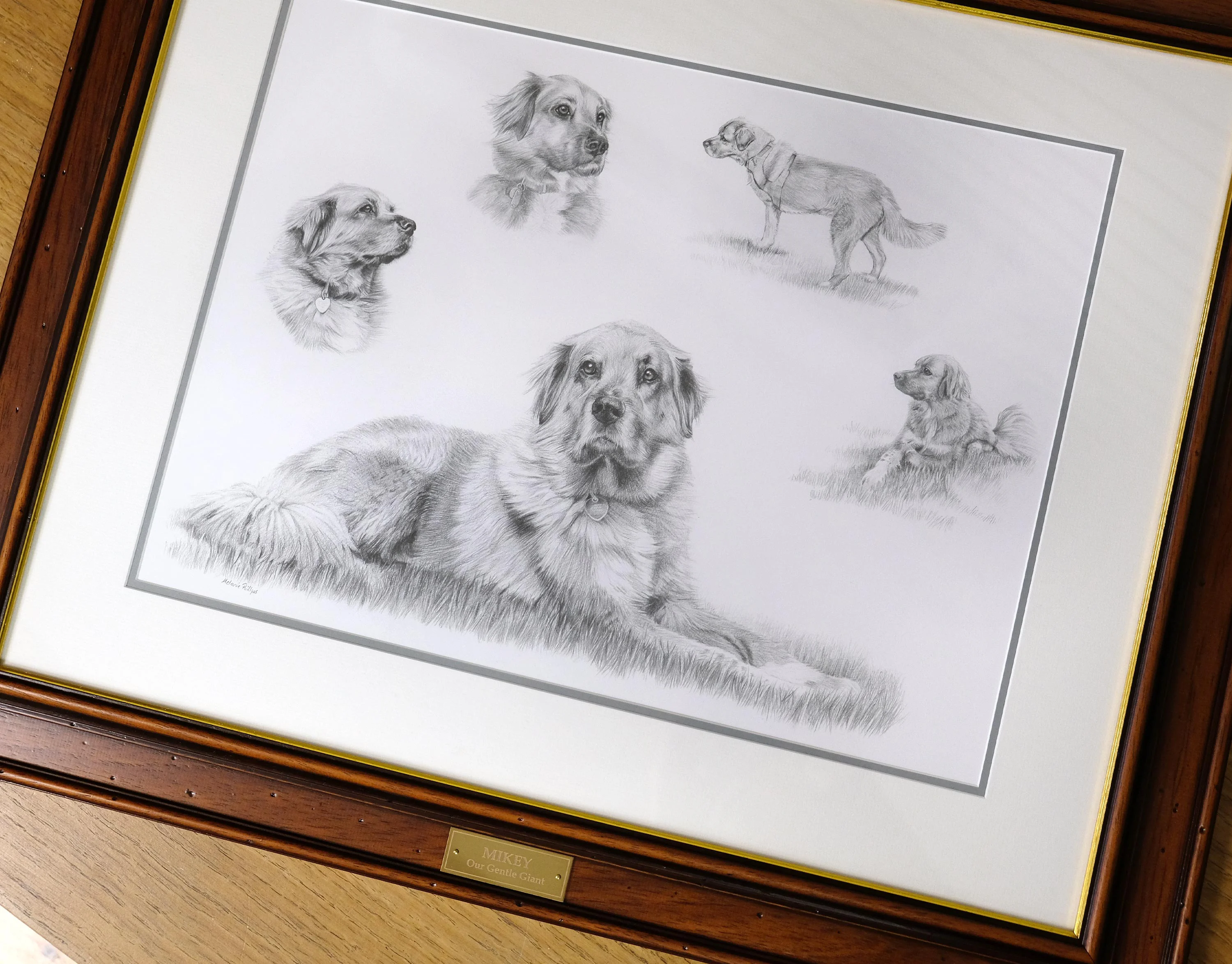 Full view of the framed Golden Retriever Life Story Portrait pencil portrait of Mikey, showcasing all five studies.