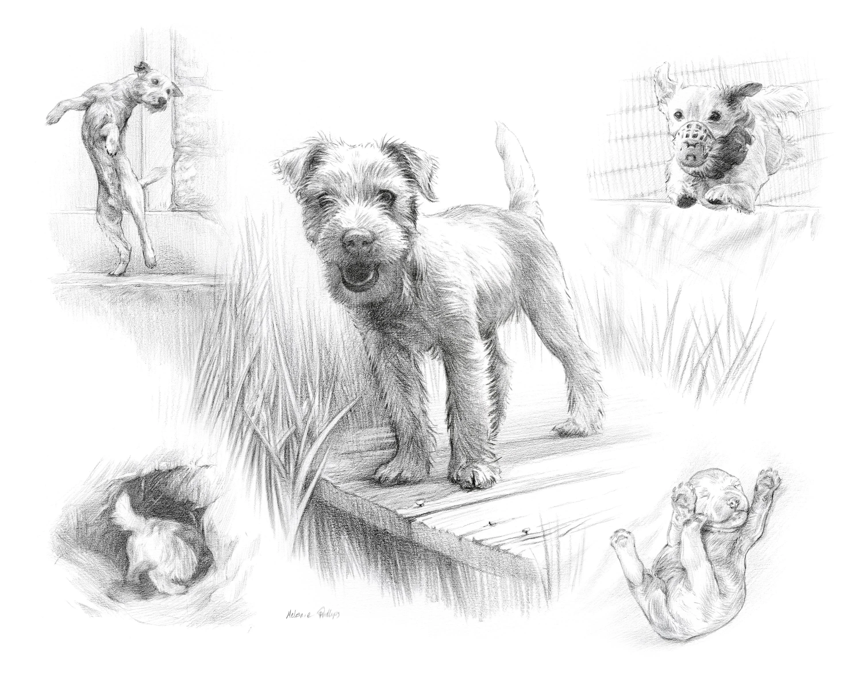 Reference photos used for the Jack Russell Life Story Portrait portrait of Holden.