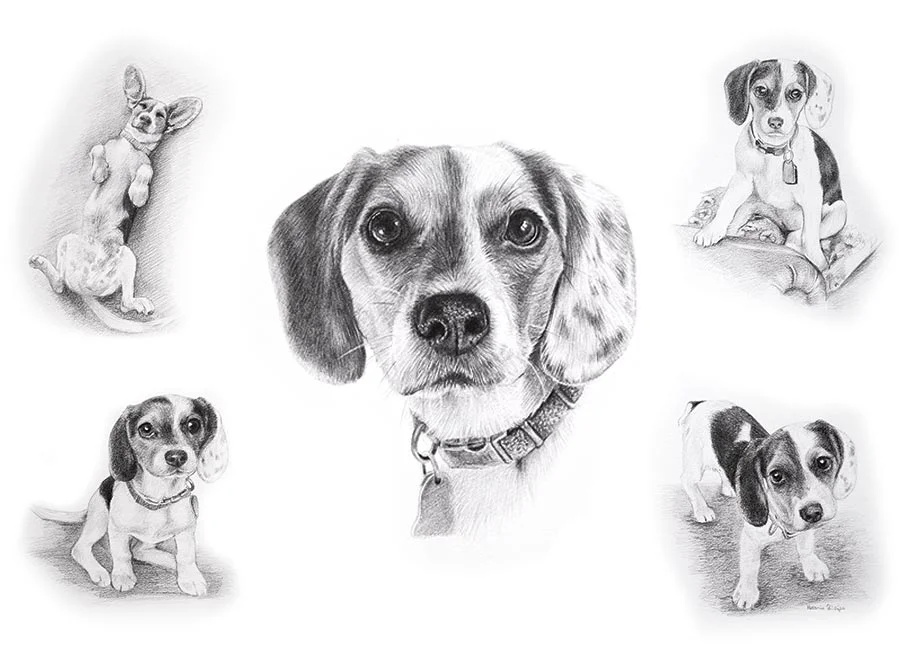 Life Story Portrait pencil portrait of Vera, a Beagle, showcasing different expressions and poses.