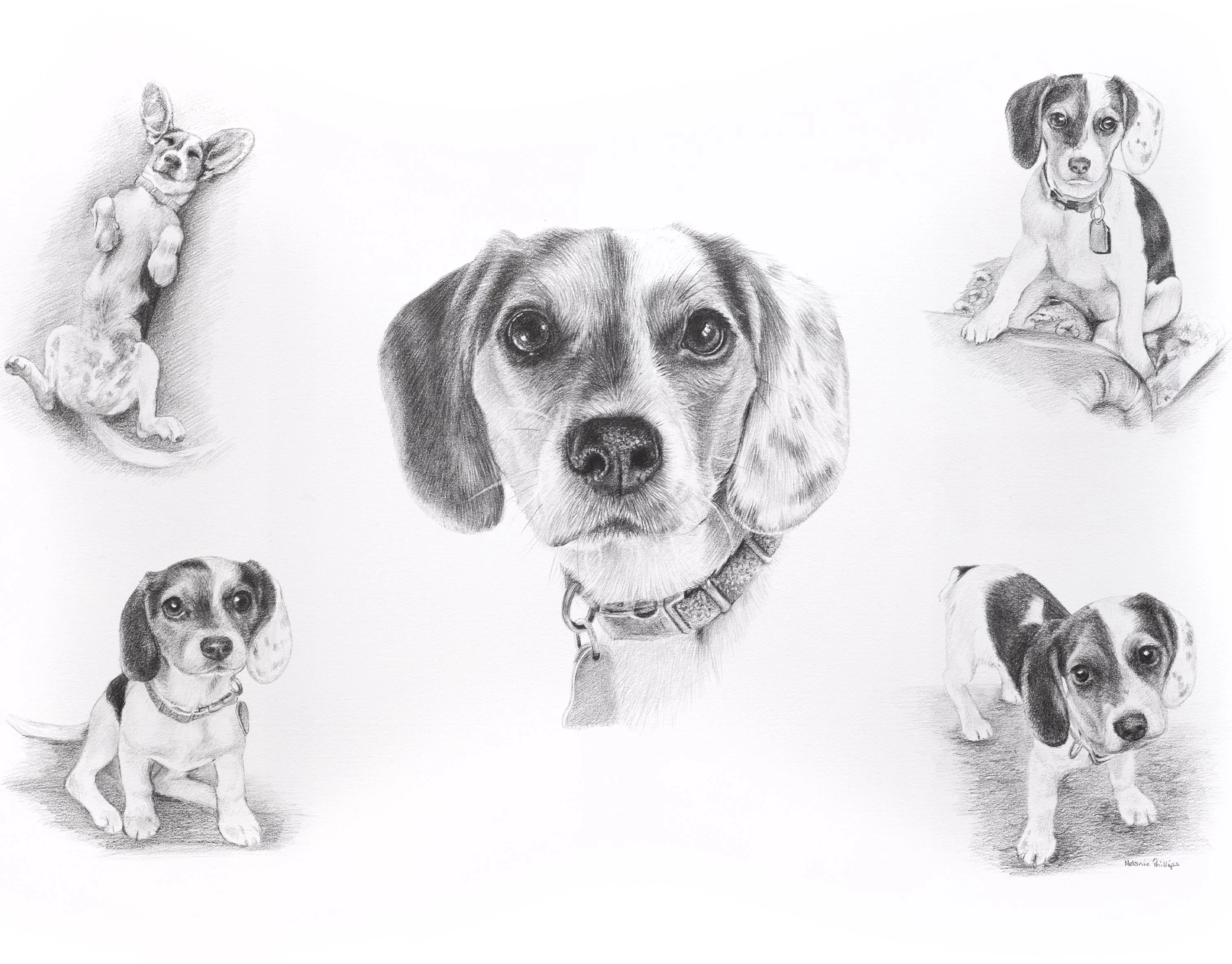 Pencil portrait of Vera, a Beagle dog, showing her as a puppy and adult in a Life Story Portrait.