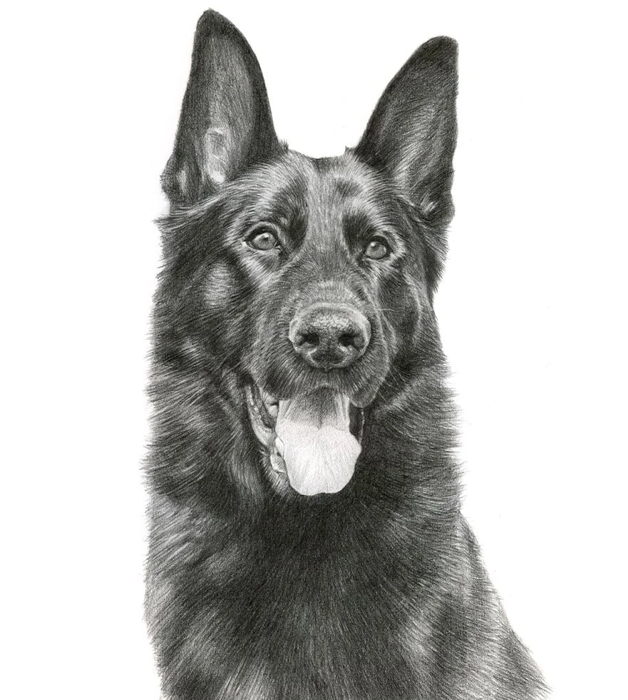Main reference photo for the pencil portrait of Django, a stunning dog.