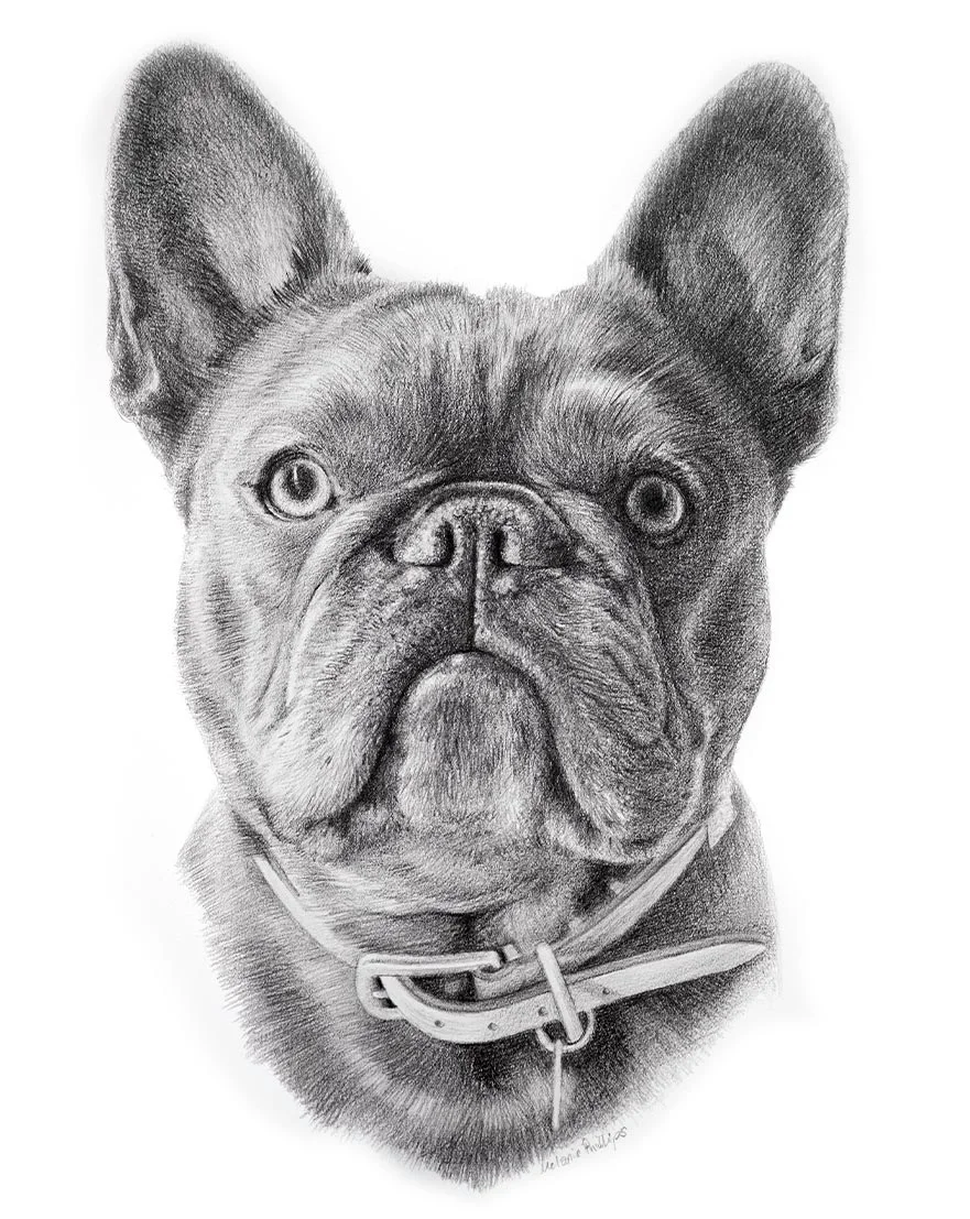 Reference photo of Memphis, a French Bulldog, showcasing her expressive face and a Tiffany & Co. collar.