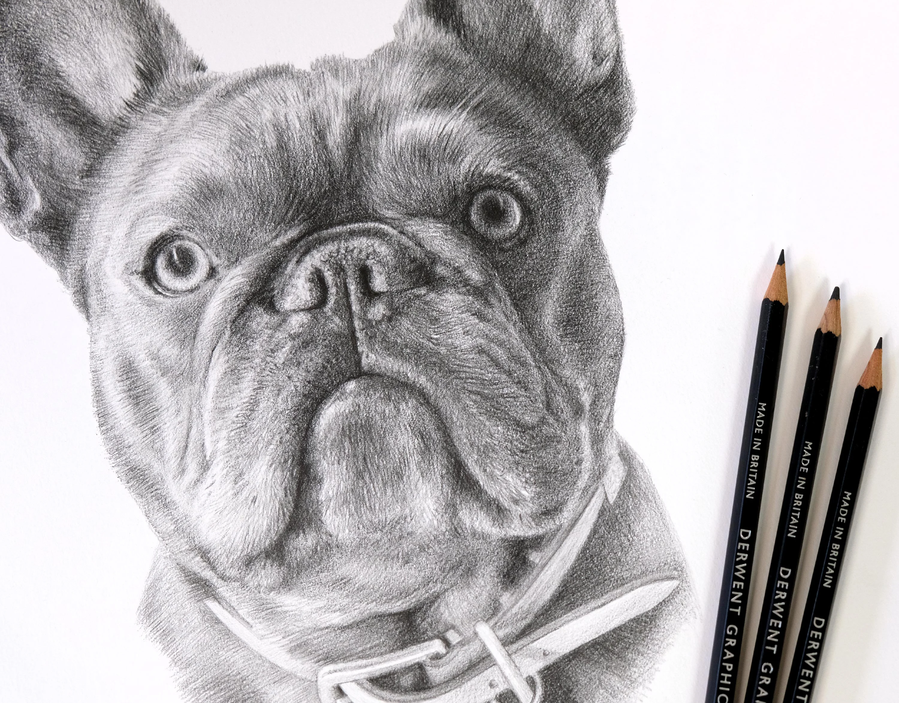 Memphis the French Bulldog posing next to her framed pencil portrait.