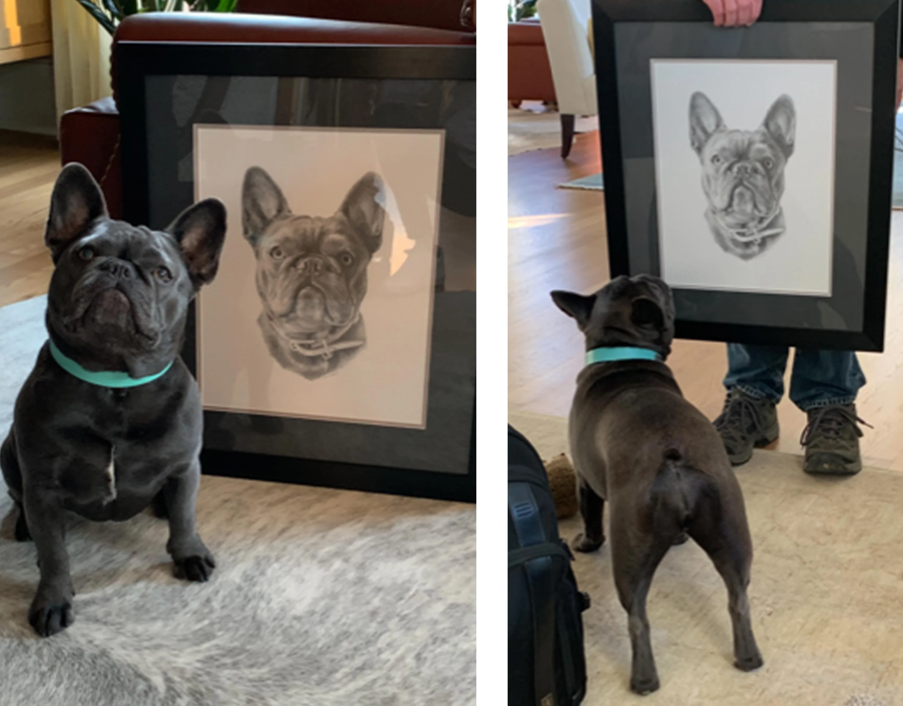 Another view of Memphis the French Bulldog sitting next to her completed pencil portrait.