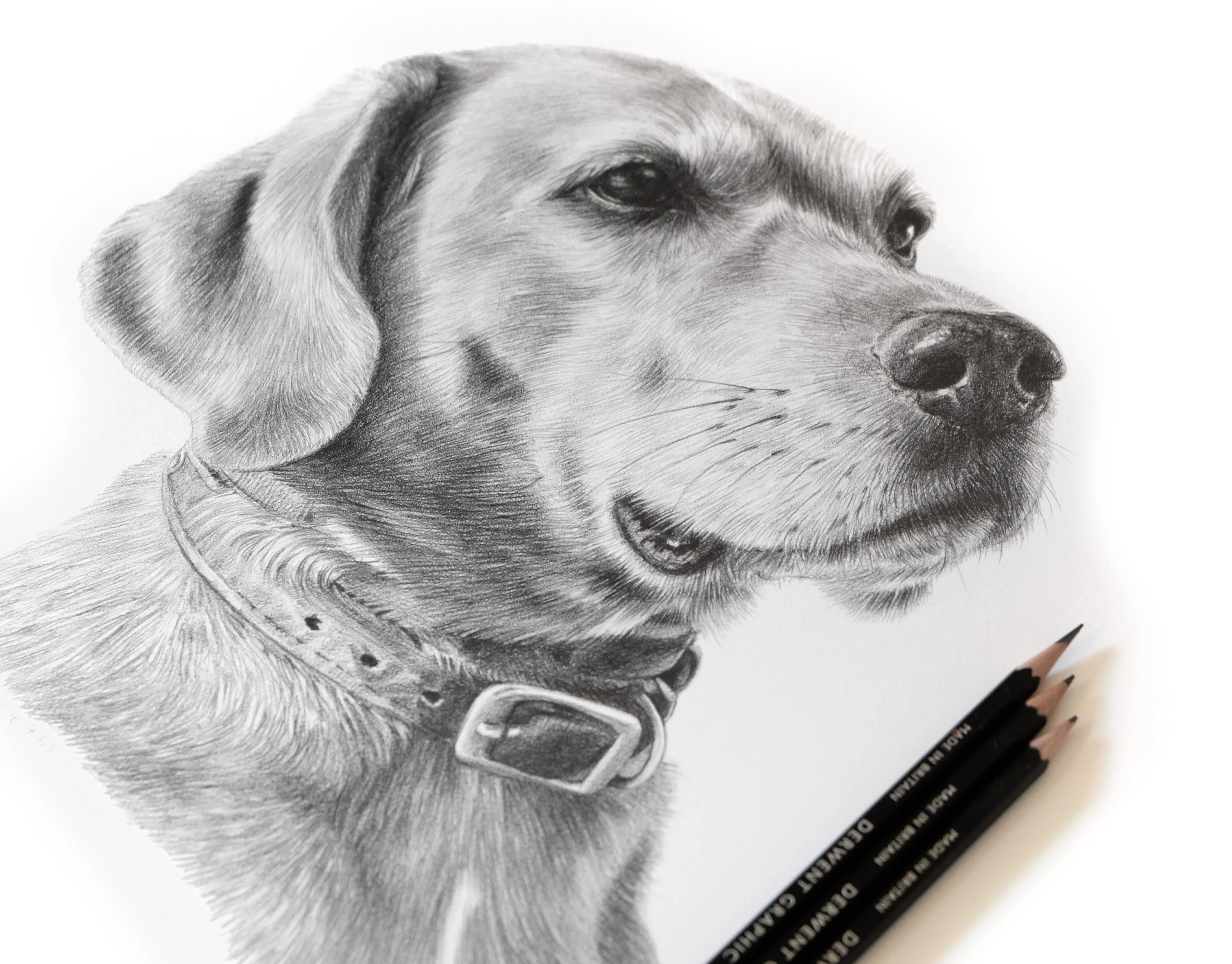 The completed pencil portrait of Rusty, a Rhodesian Ridgeback, framed and displayed.